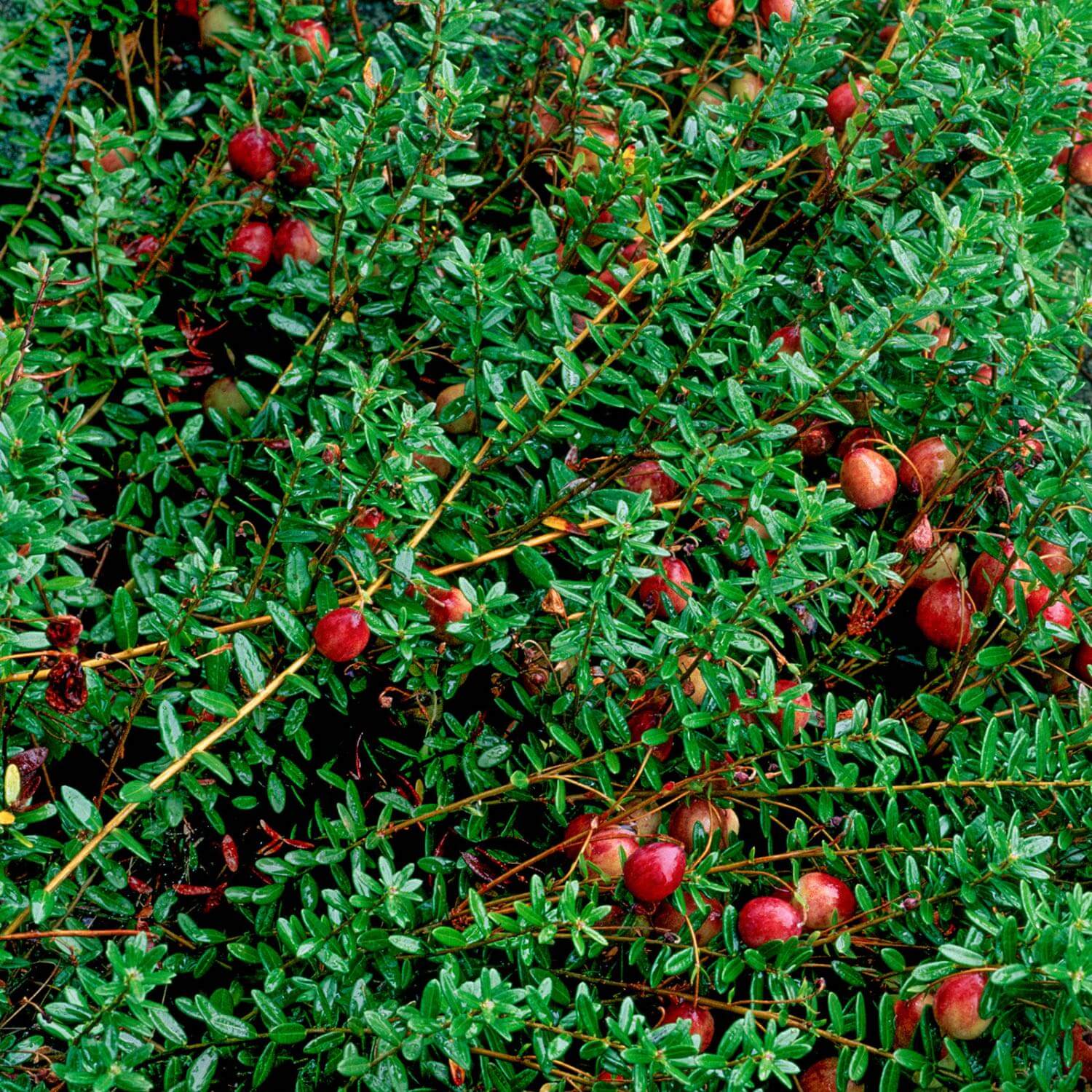 Herbal Gum Rinse - Image 6
