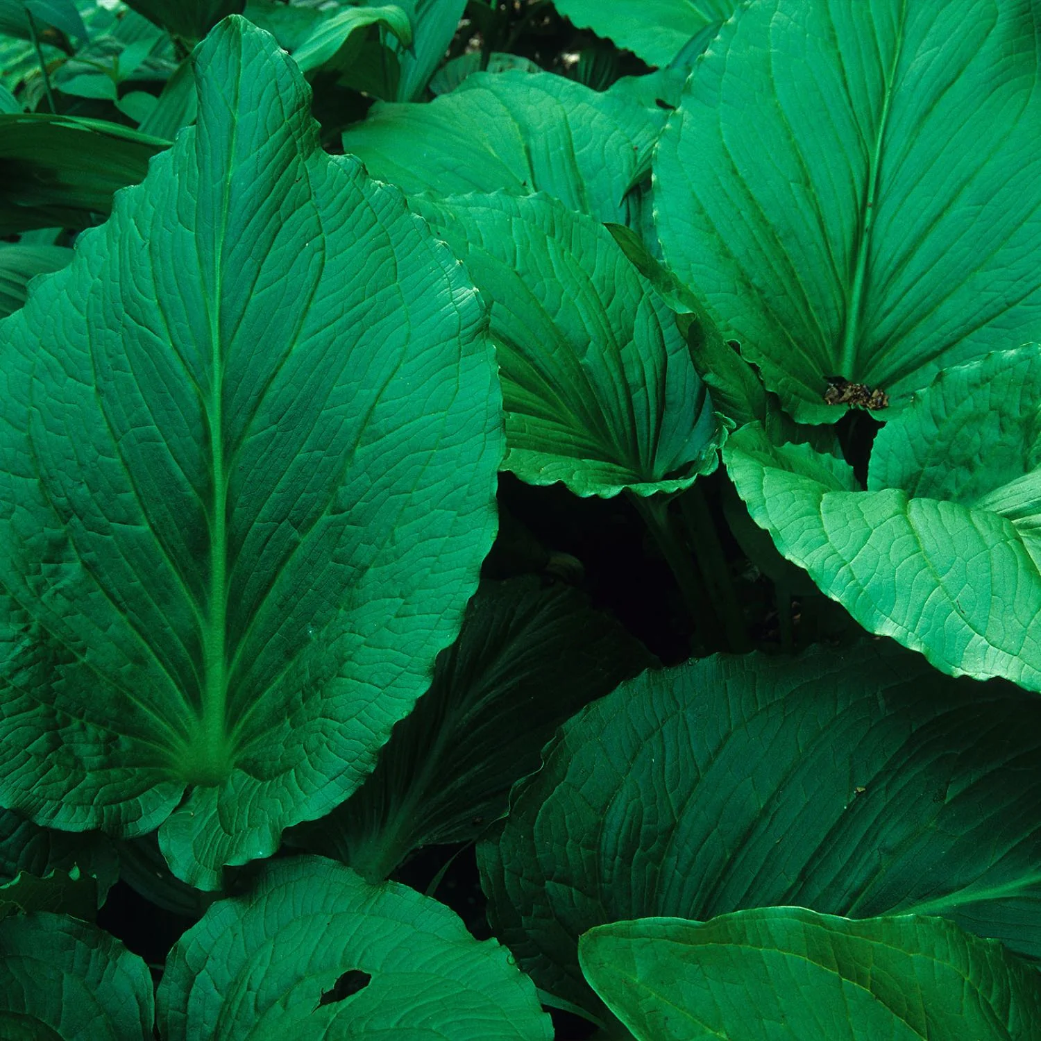 Herbal Respiratory Relief™ - Image 6