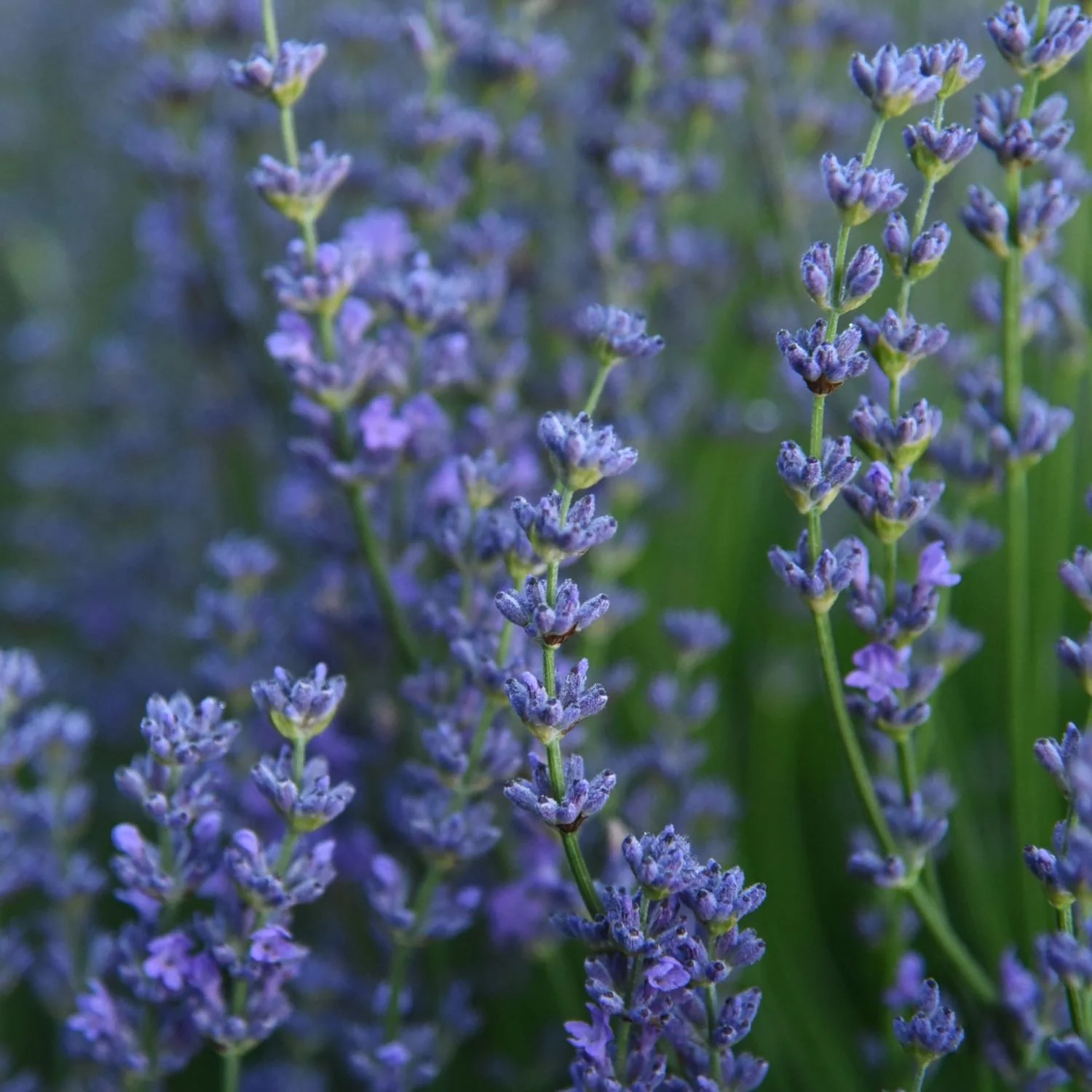 Herbs on the Go: Bed Time™ - Image 8