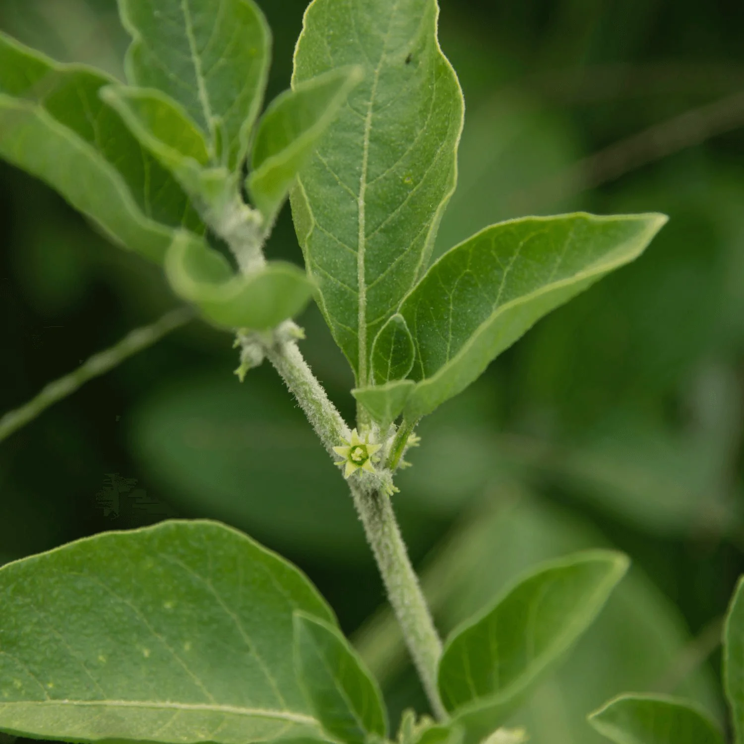 Herbs on the Go: Daily Calming Spray™ - Image 3