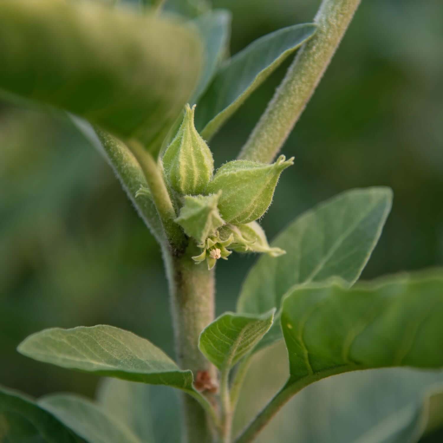 Herbs on the Go: Daily Stress Balance™ - Image 5