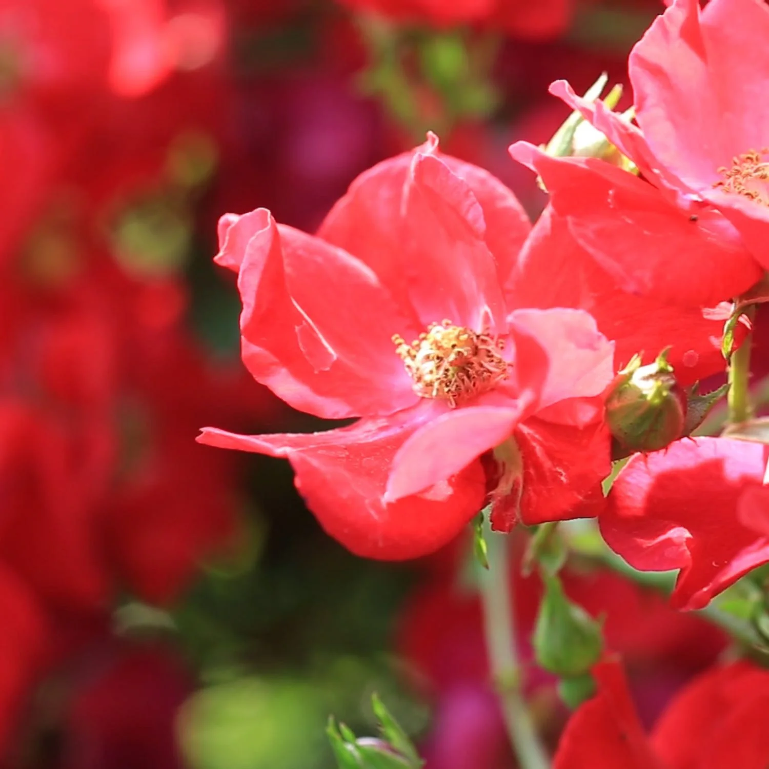 Herbs on the Go: Daily Stress Balance™ - Image 8