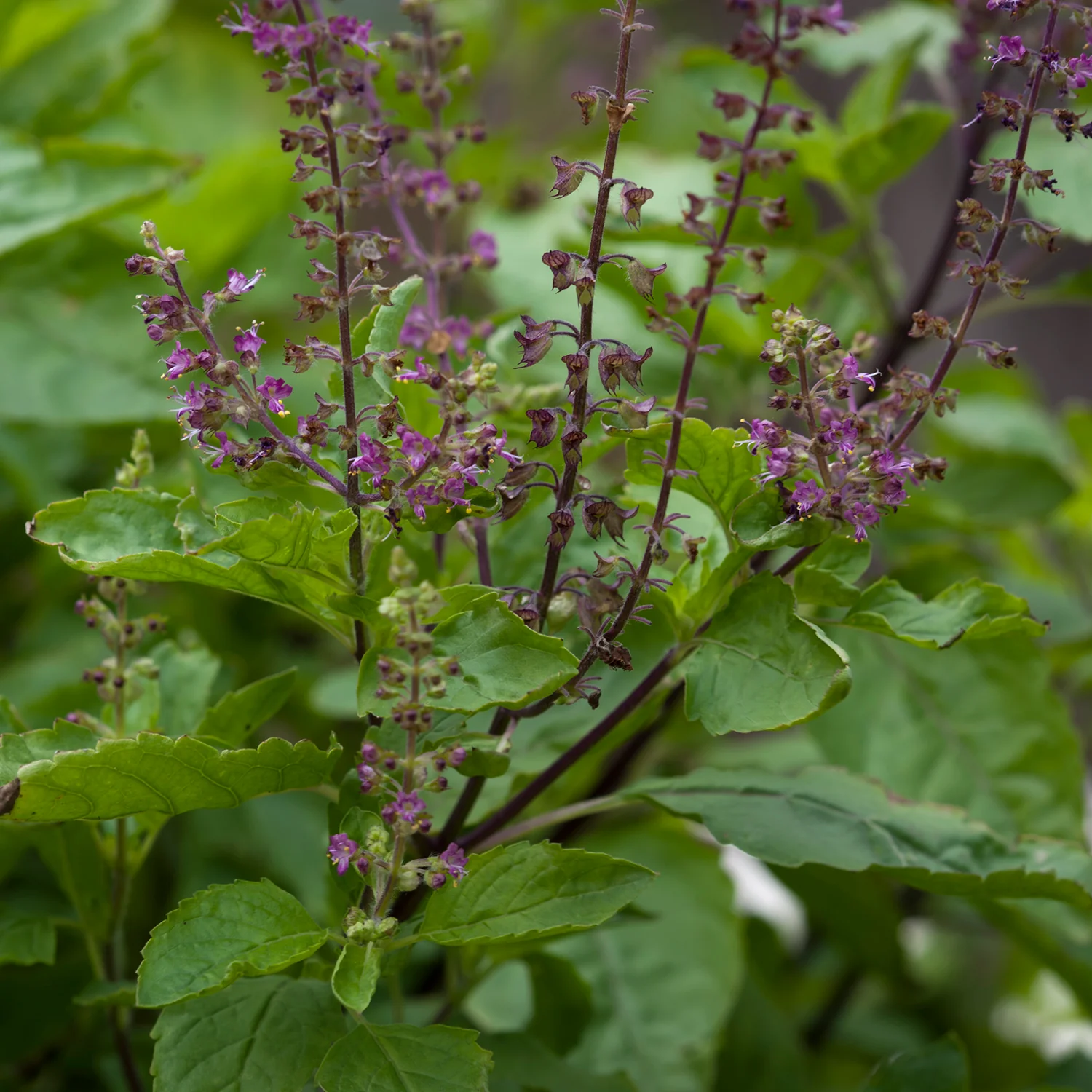 Herbs on the Go: Everyday Focus™ - Image 7