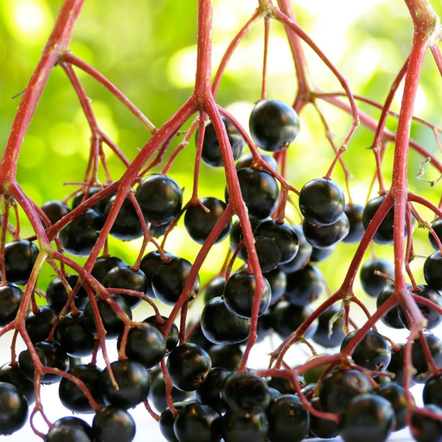 Herbs on the Go: Immune Season™ - Image 3
