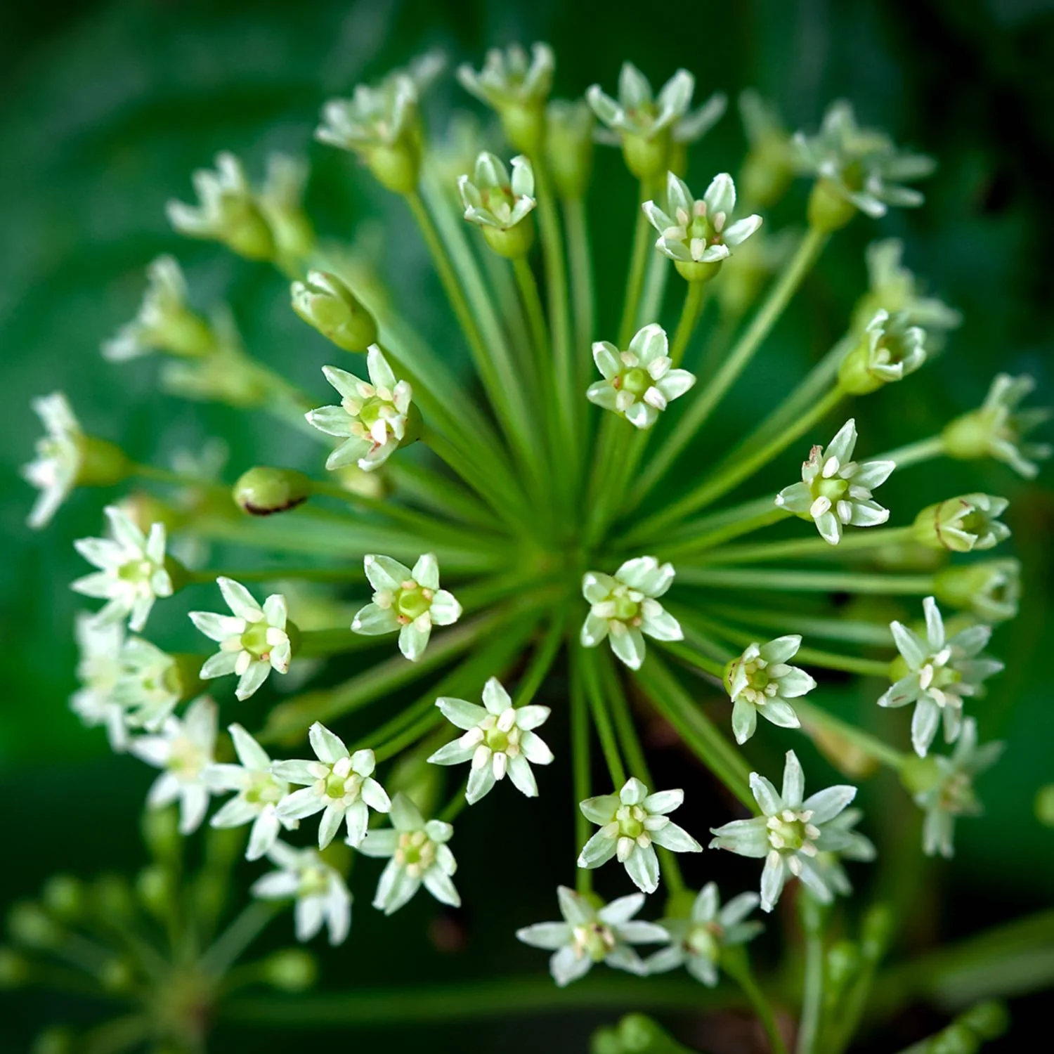 Herbs on the Go: Immune Season™ - Image 6