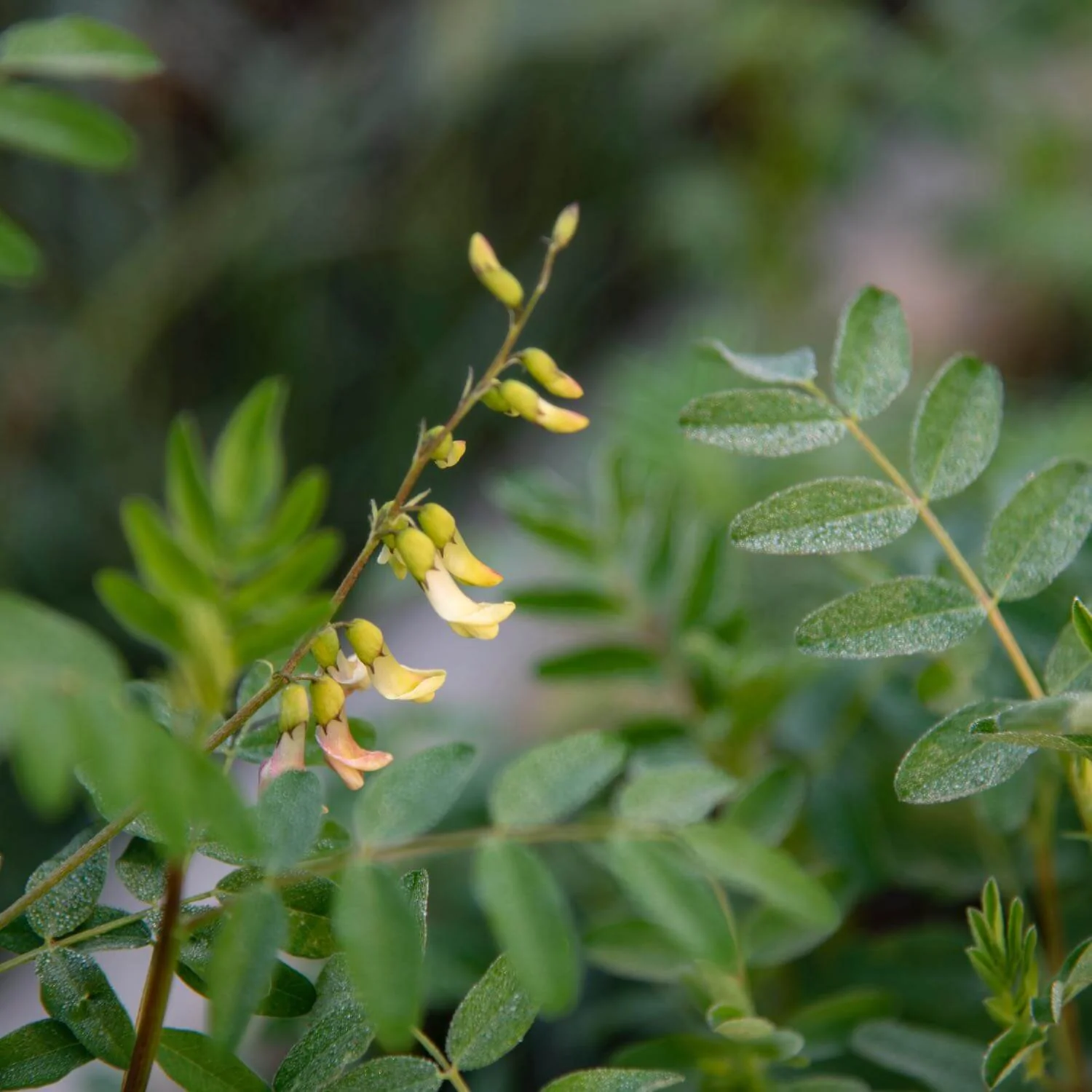 Herbs on the Go: Ready For Pollen™ - Image 7