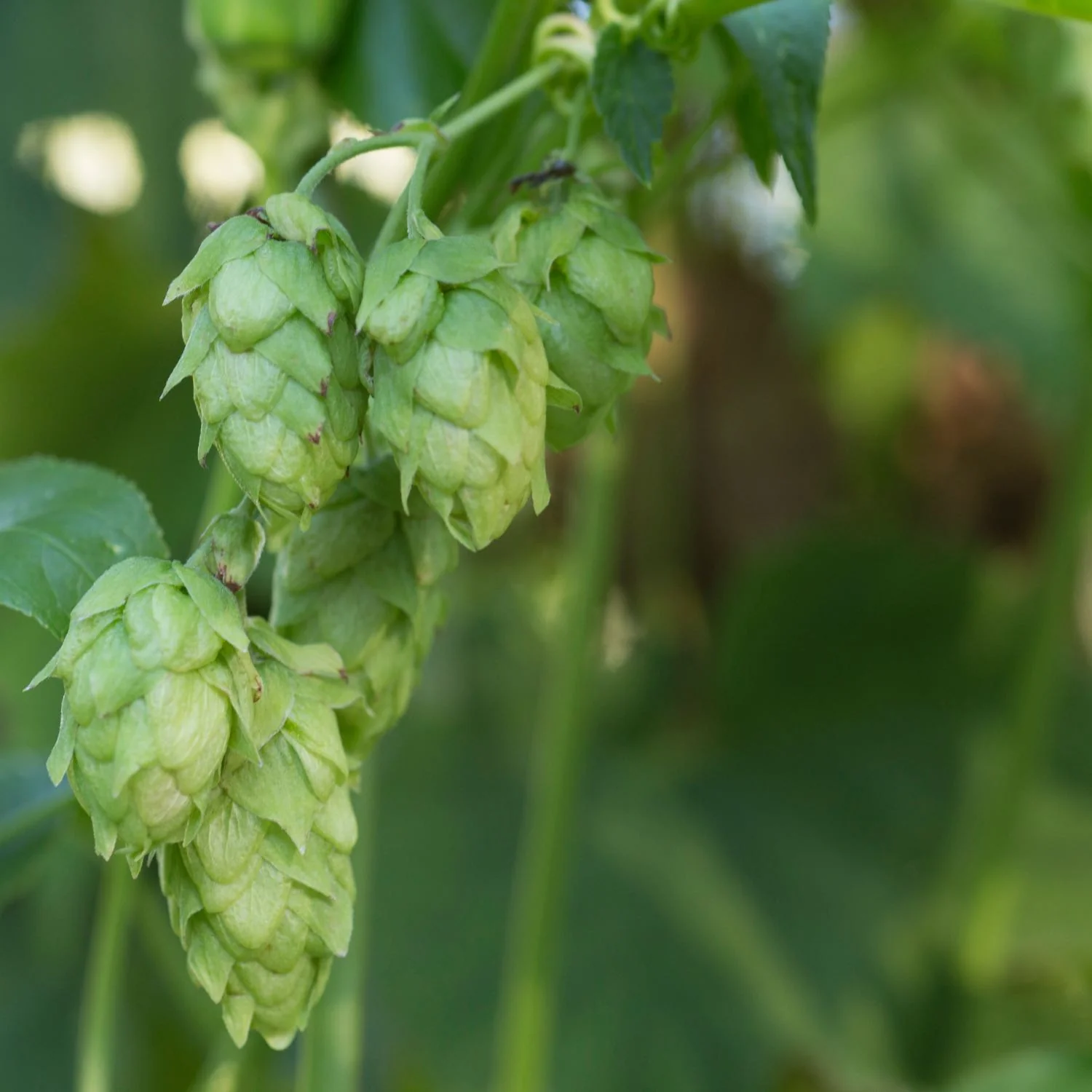 Hops - Image 4