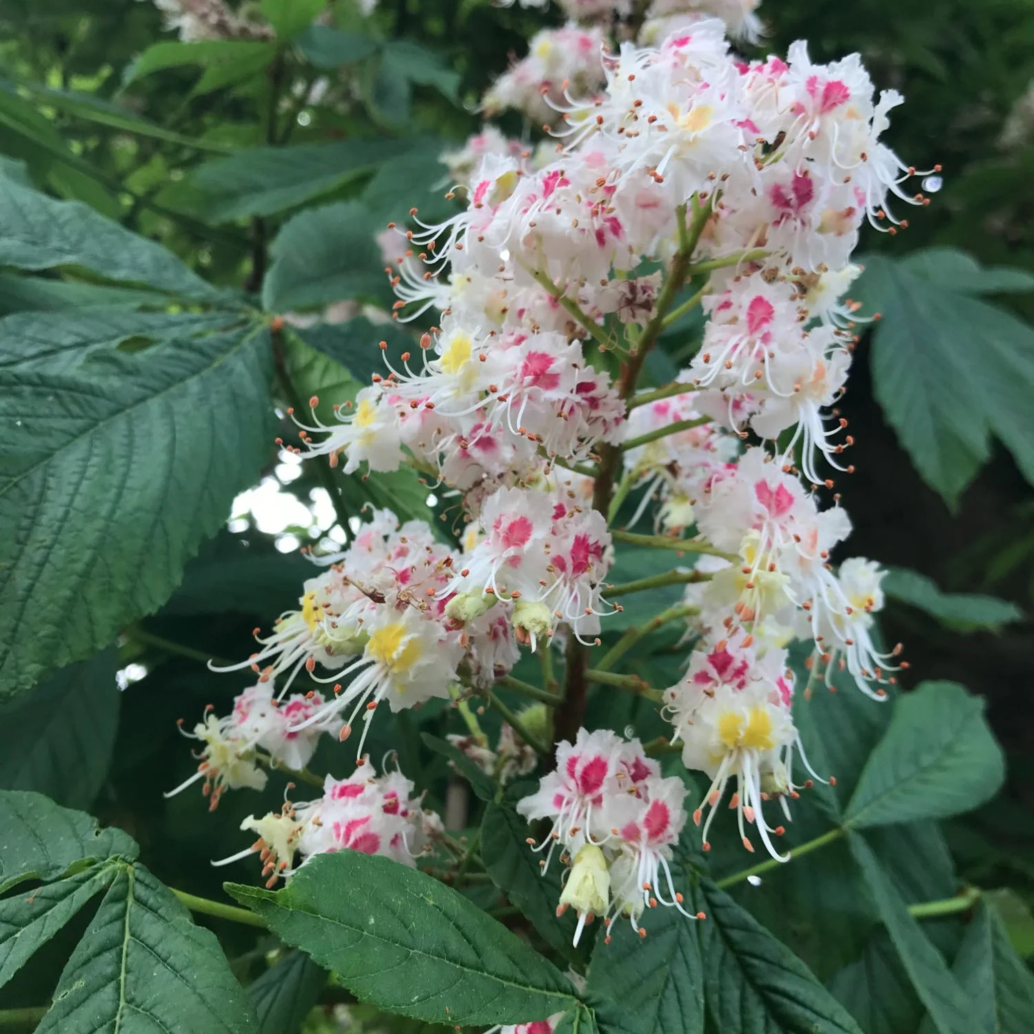 Horse Chestnut - Image 4