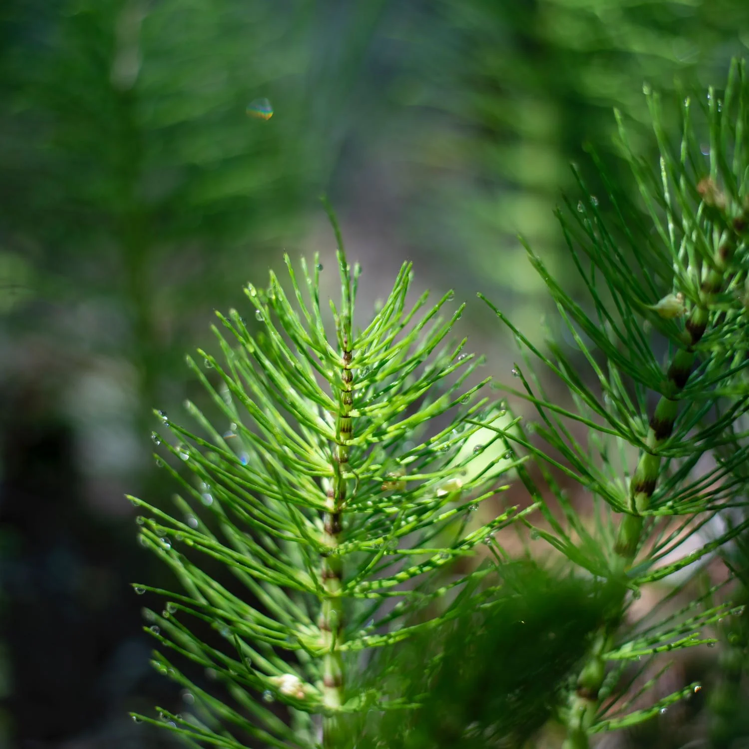 Horsetail - Image 4