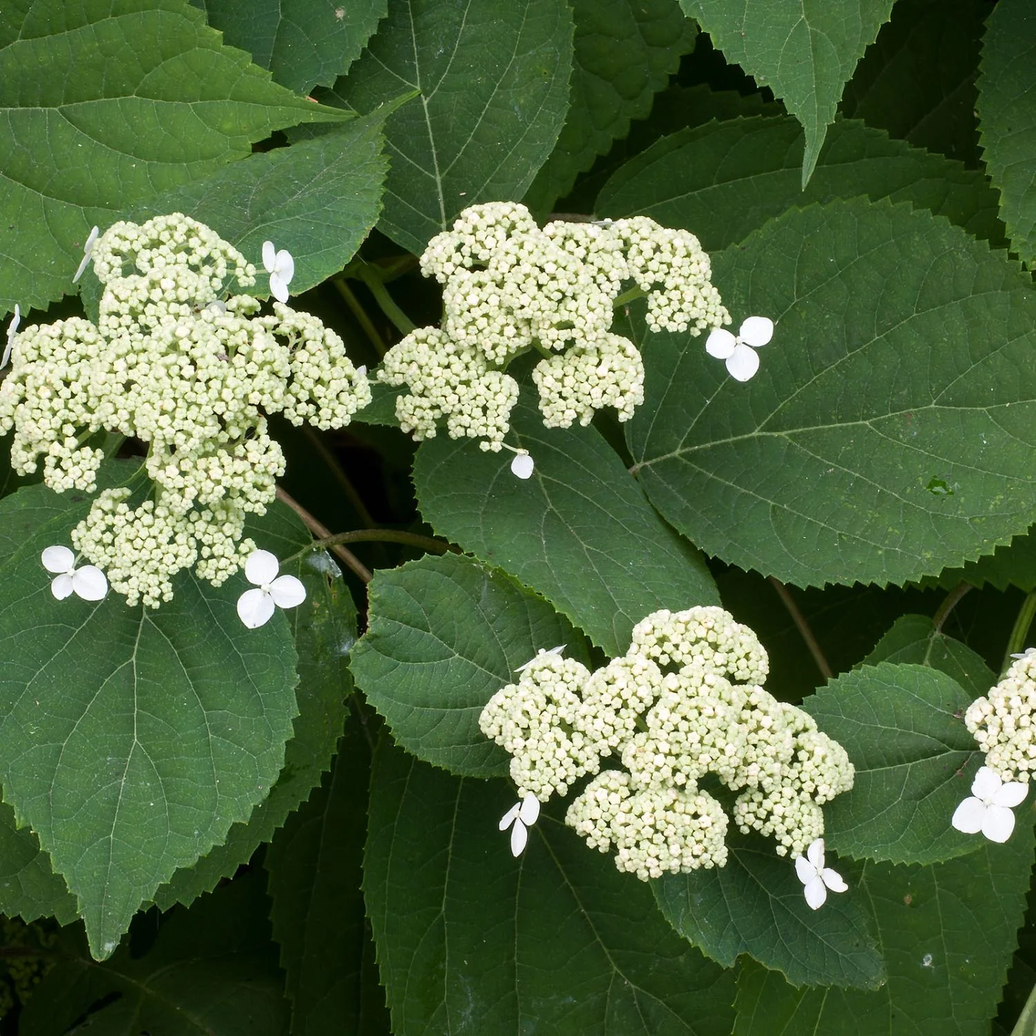 Hydrangea - Image 4