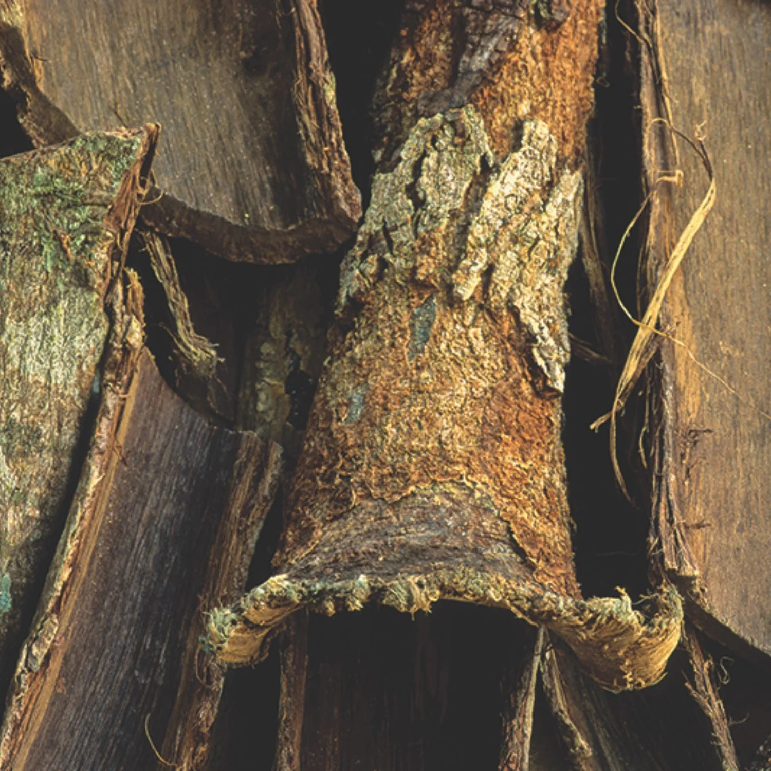 Jamaica Dogwood - Image 4
