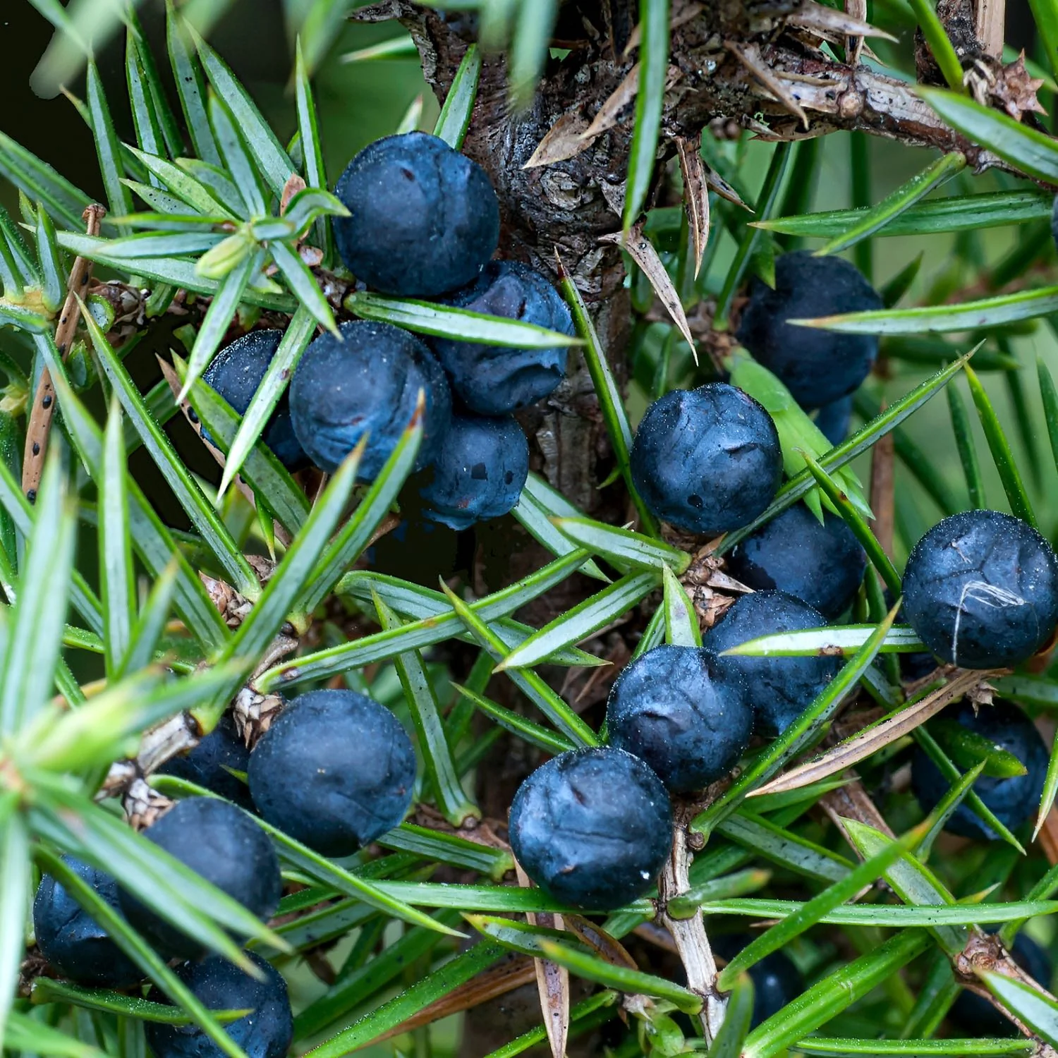 Juniper - Image 3