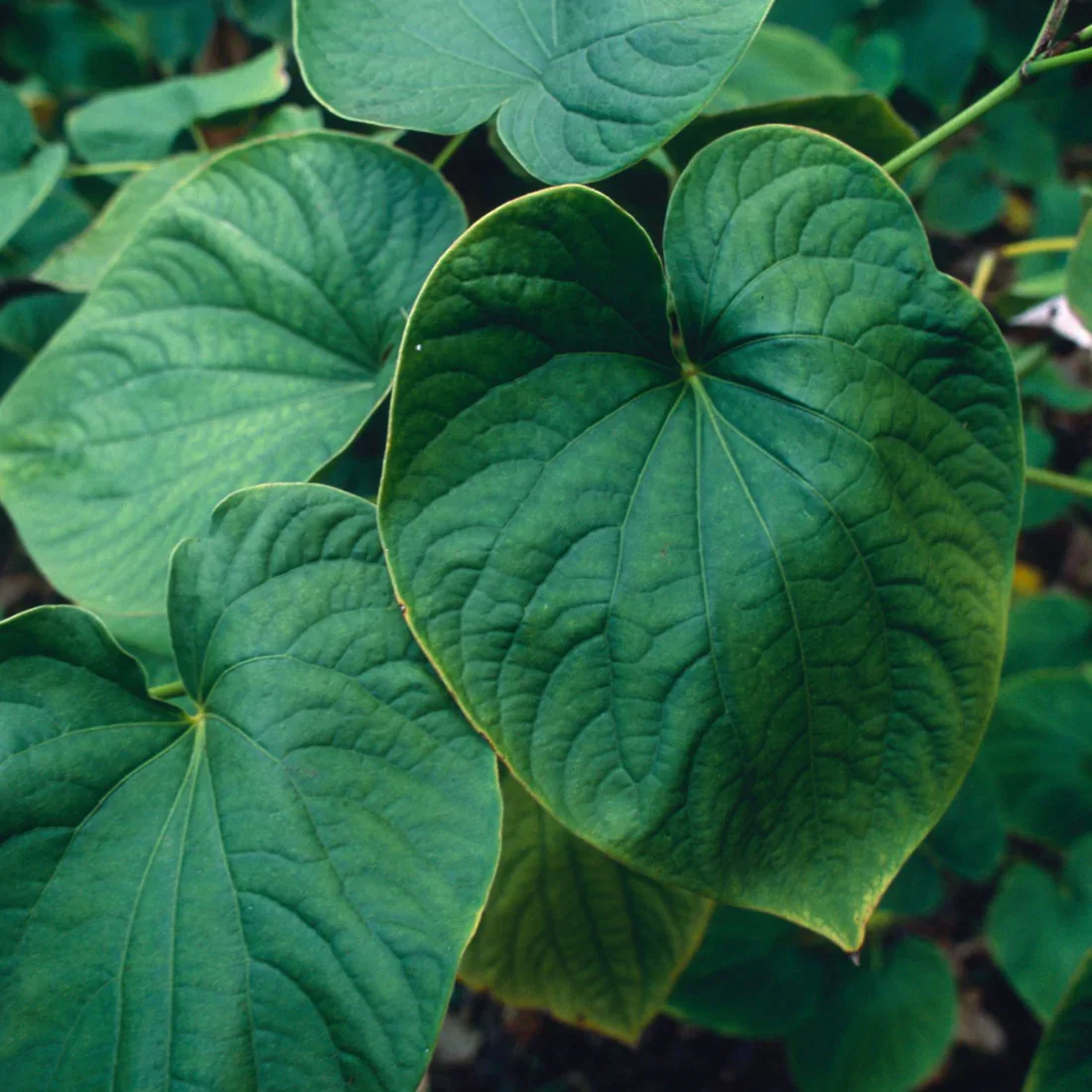 Kava - Image 3