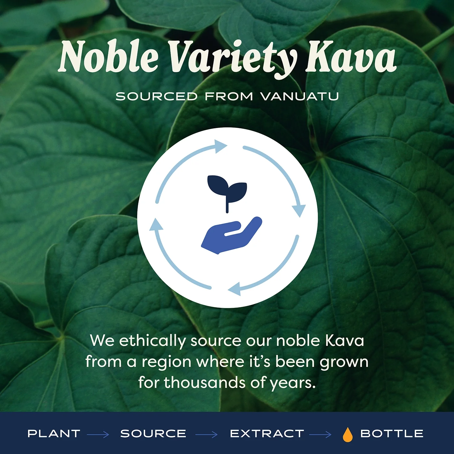 Kava: Orange - Image 4