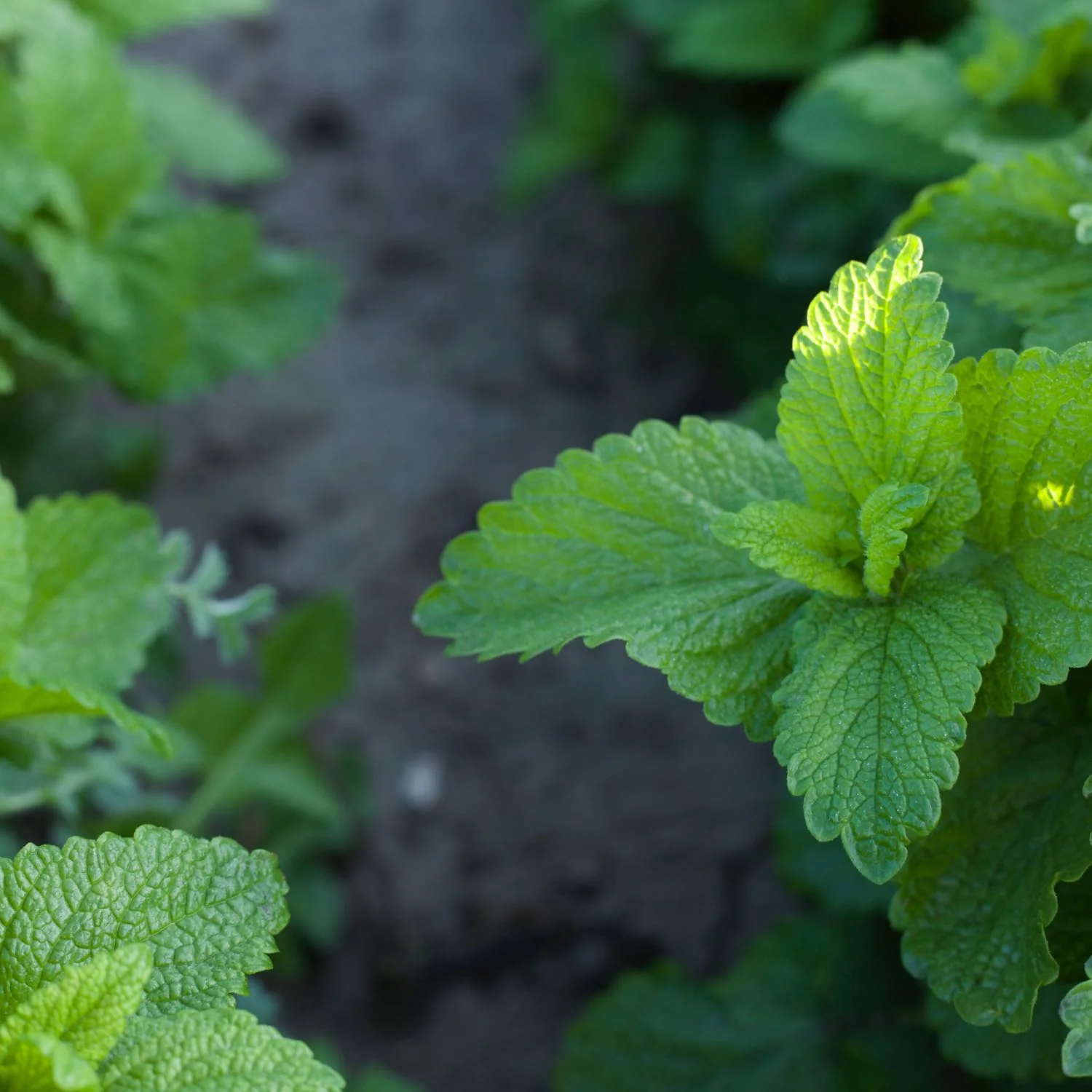 Kids Lemon Balm Calm™ - Image 3