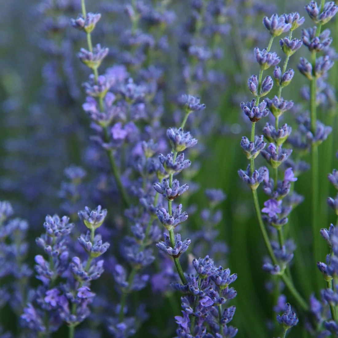 Lavender - Image 4