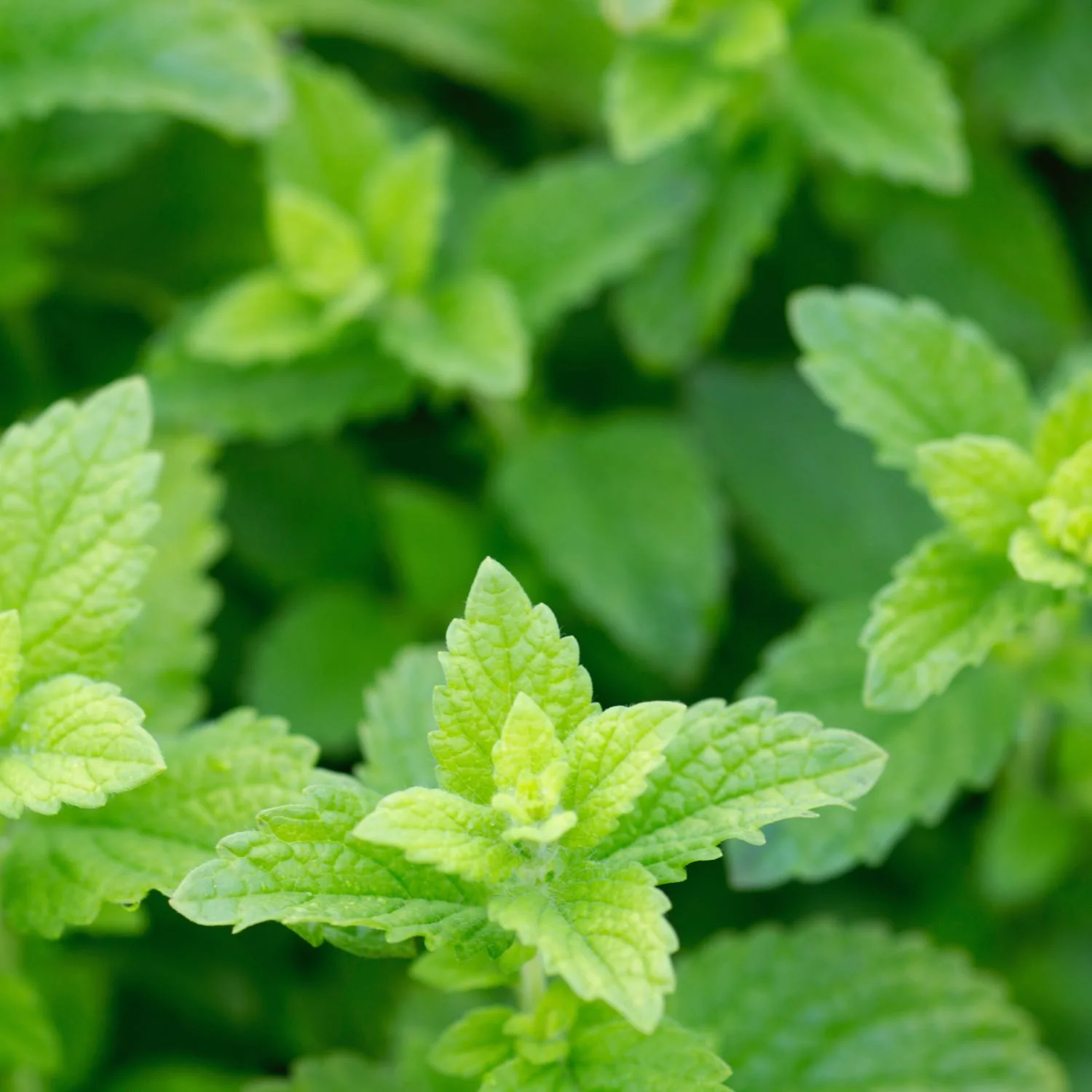Lemon Balm - Image 4