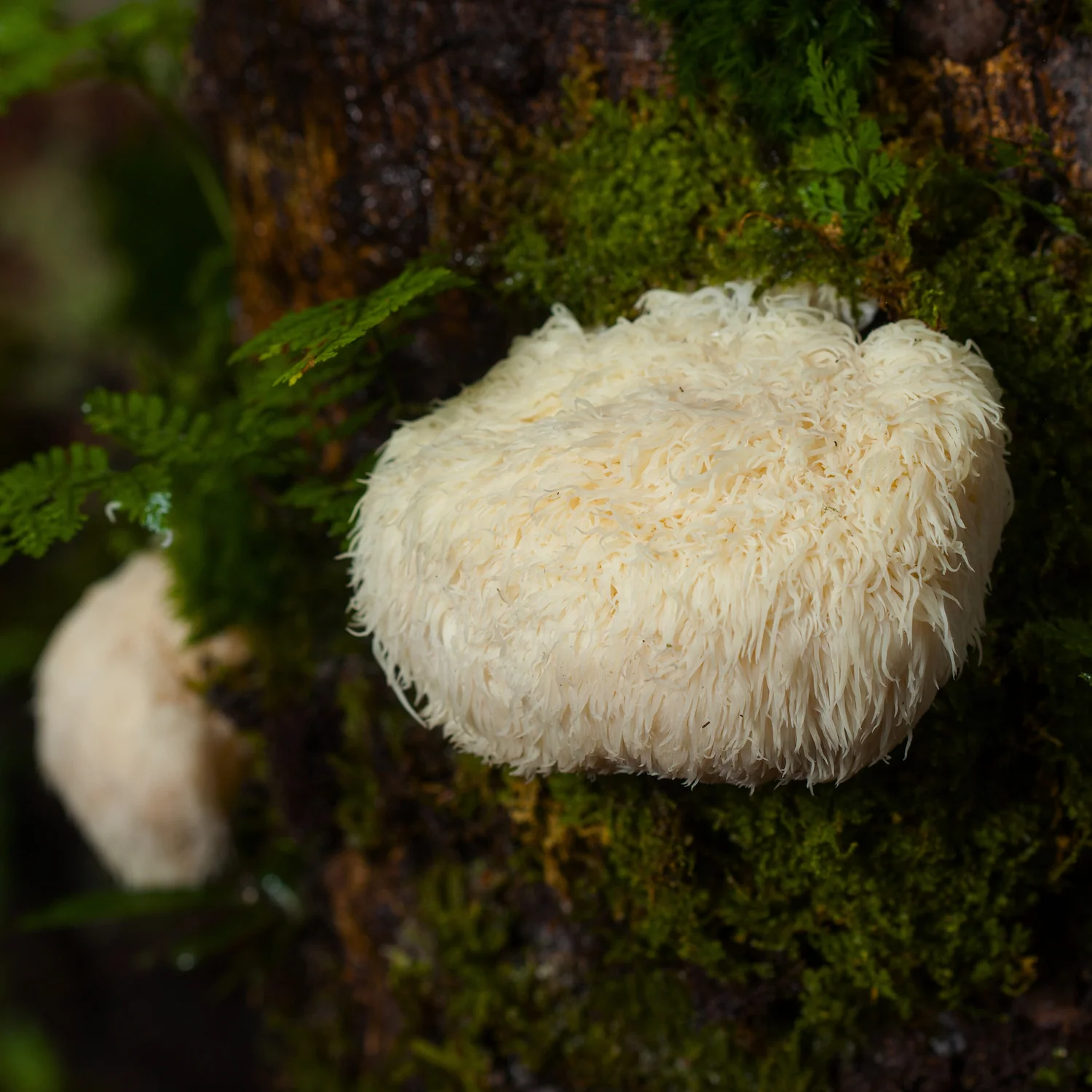 Lion’s Mane Blend - Image 3