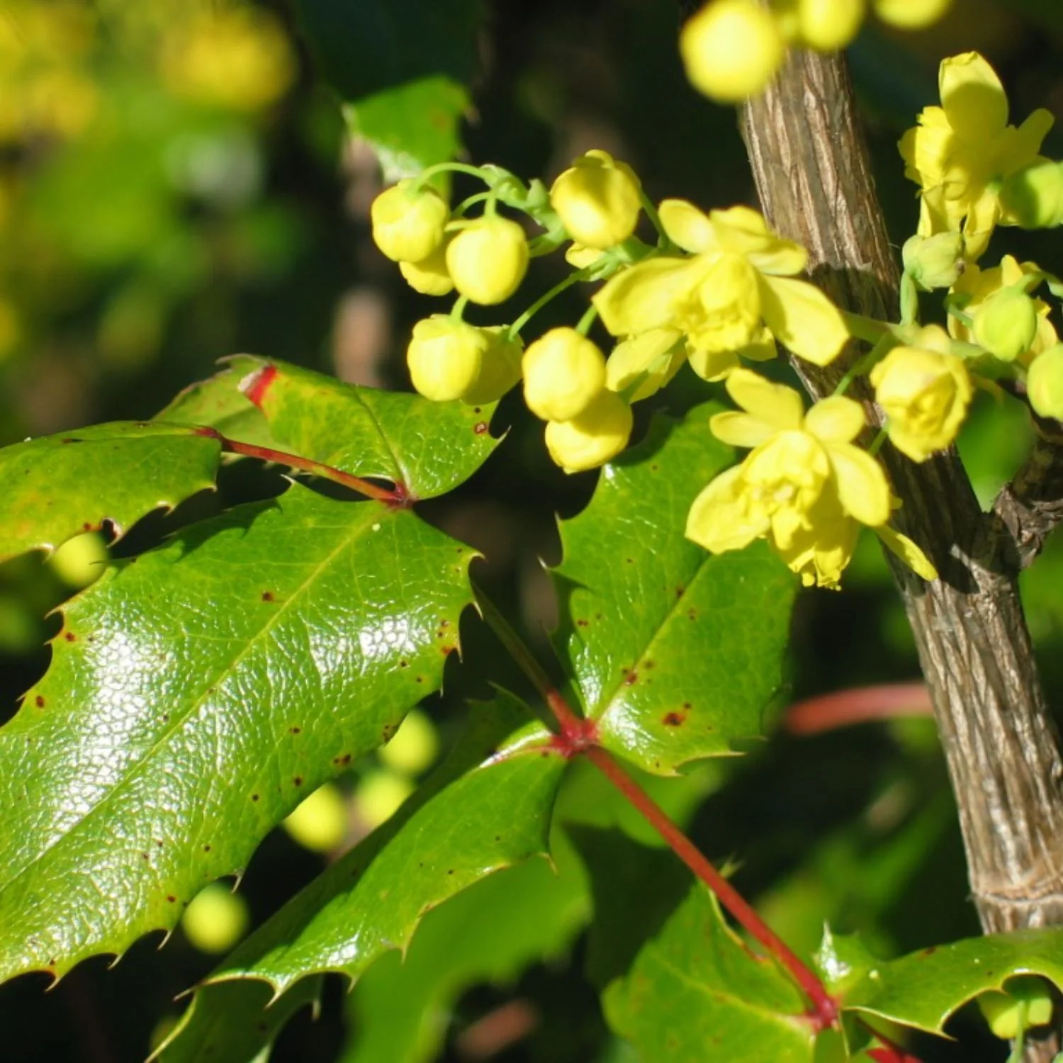 Liver Health - Image 5