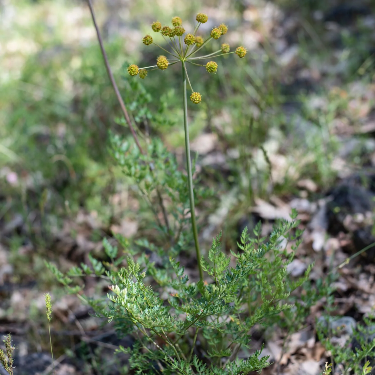 Lomatium - Image 4