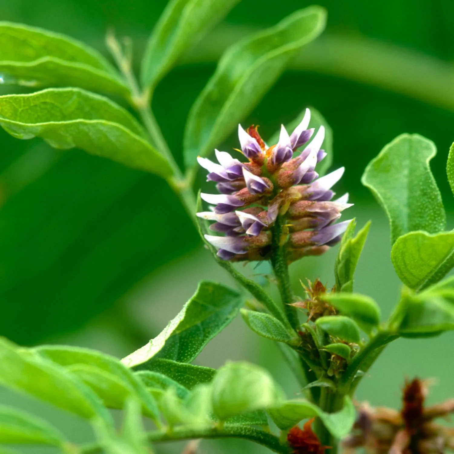 Menopause Health™ - Image 7