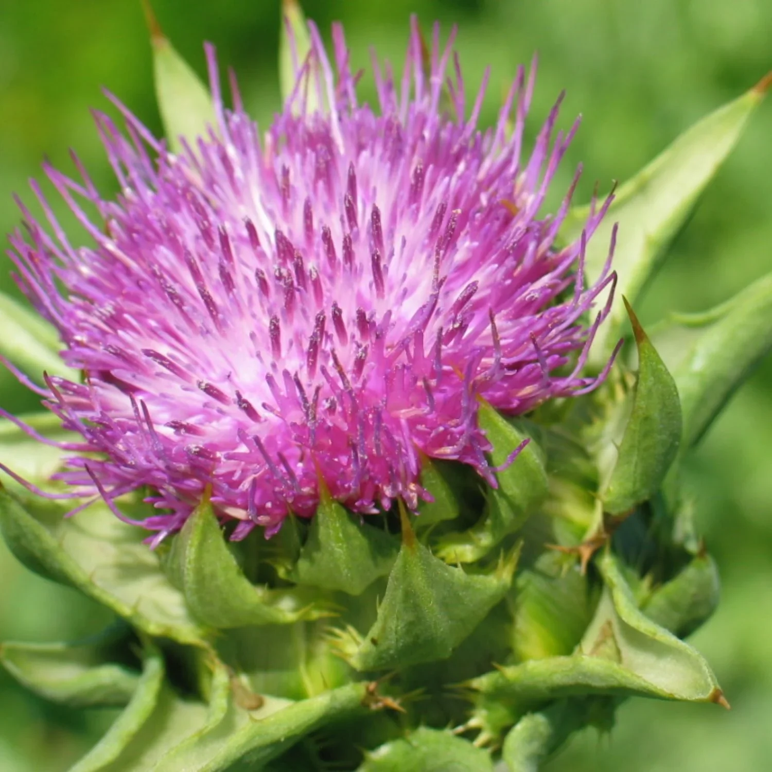 Milk Thistle - Image 3