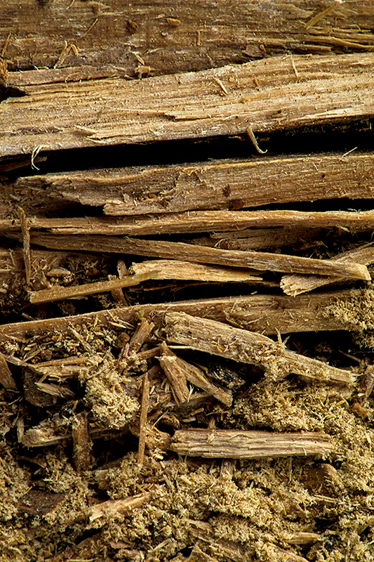 Muira Puama - Image 3