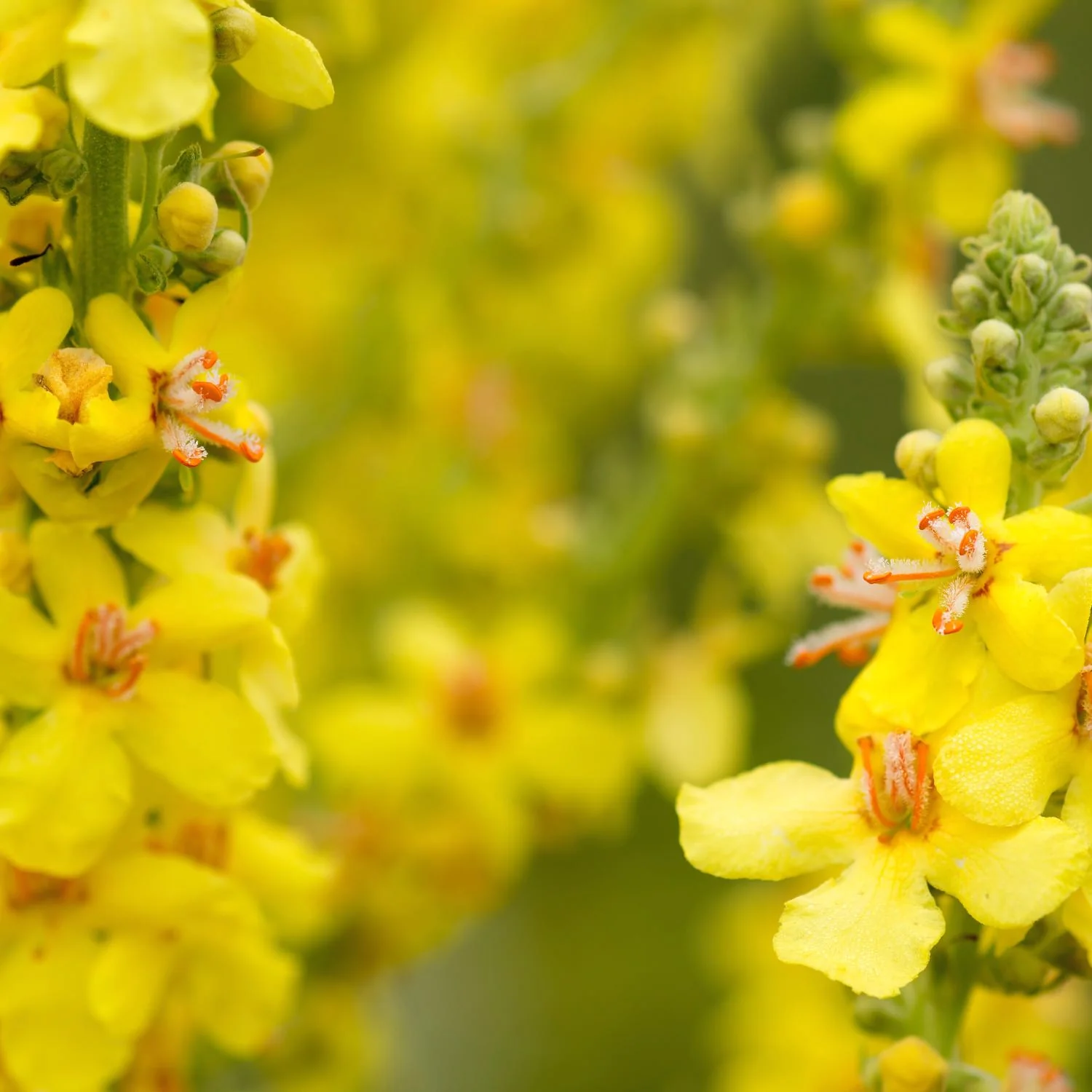 Mullein Blend - Image 5