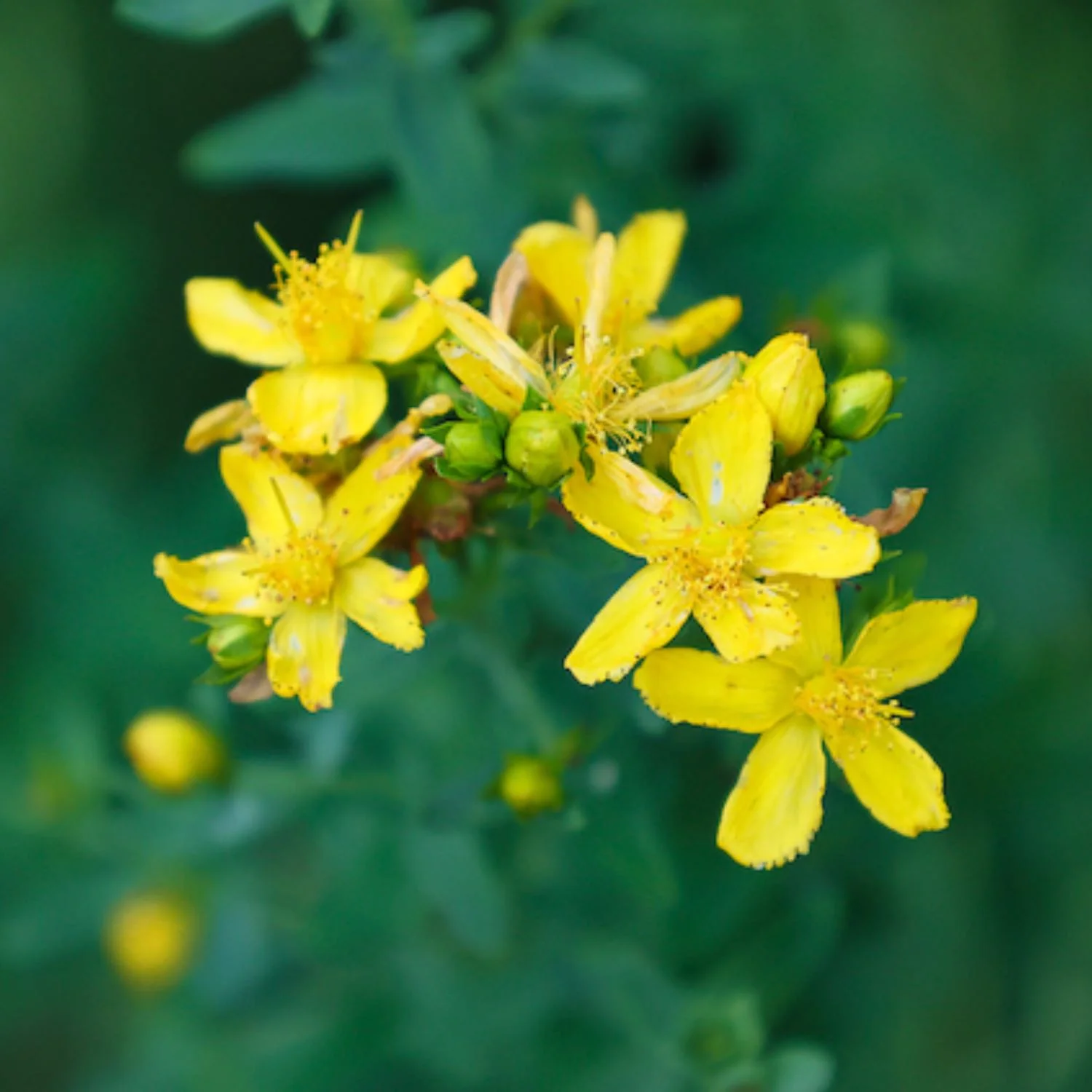 Mullein Garlic Oil - Image 4