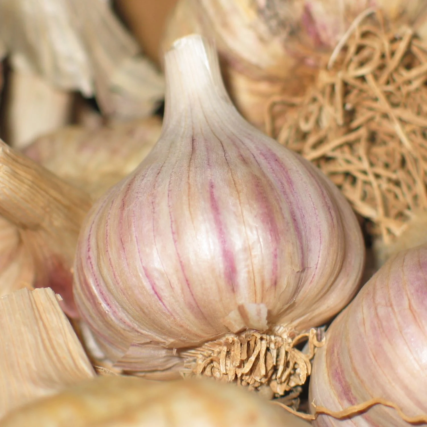 Mullein Garlic Oil - Image 6