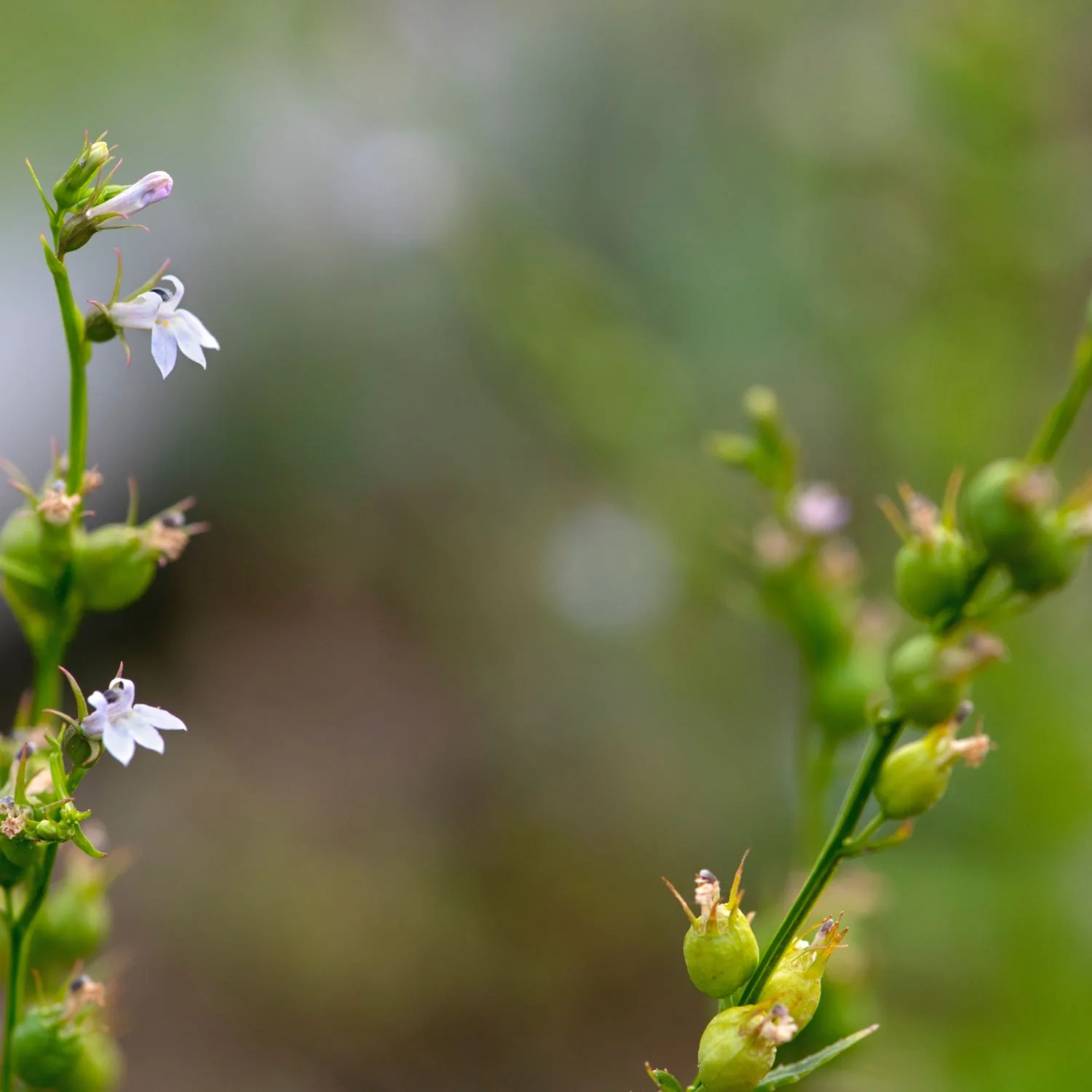 Muscle Calmer™ - Image 3