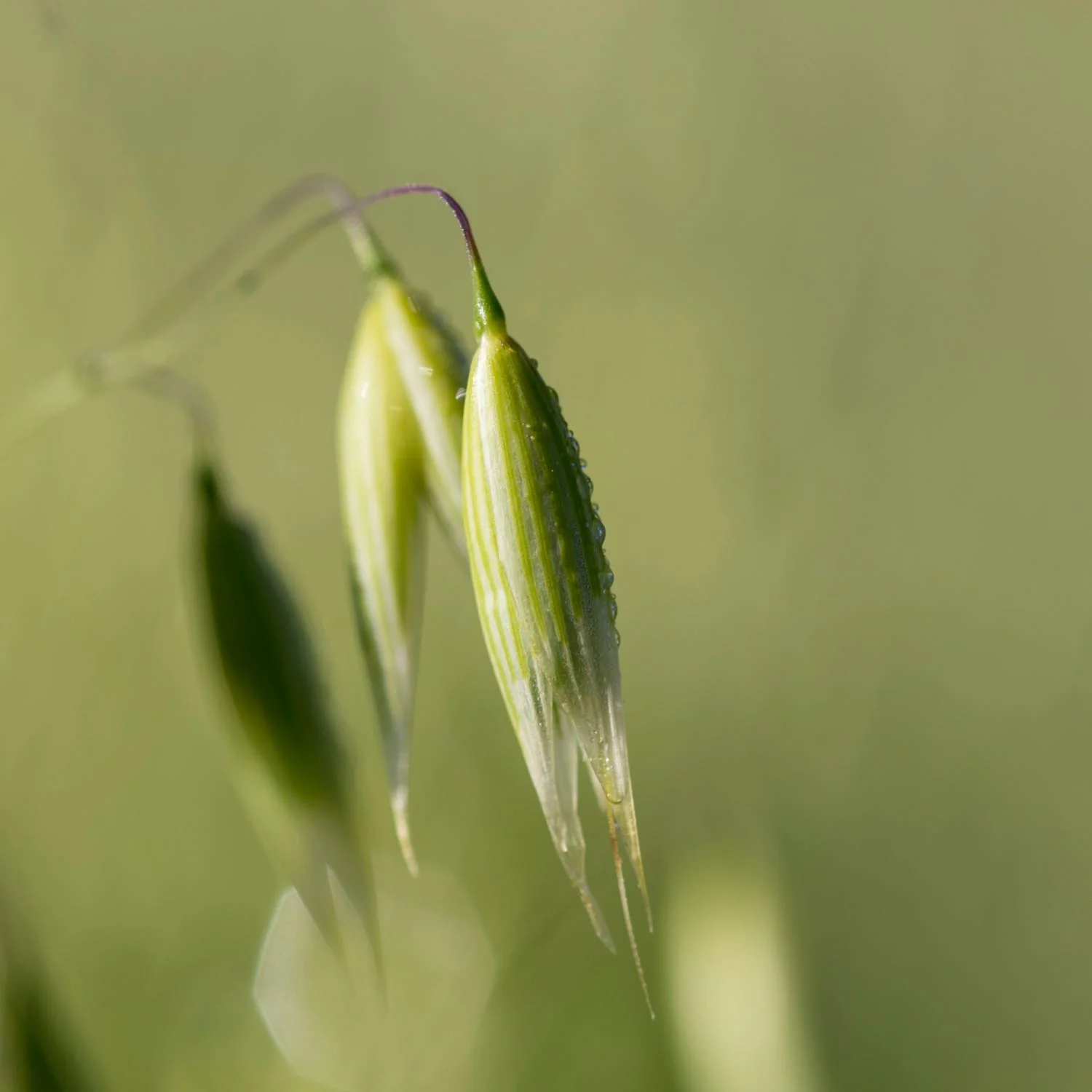 Oat Seed, Alcohol-Free - Image 4