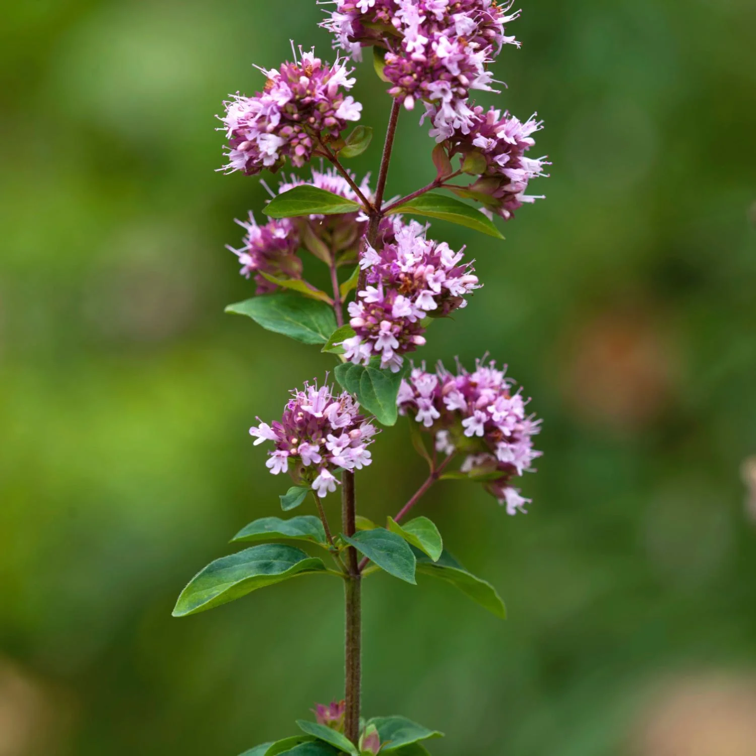 Oregano Spirits™ - Image 4