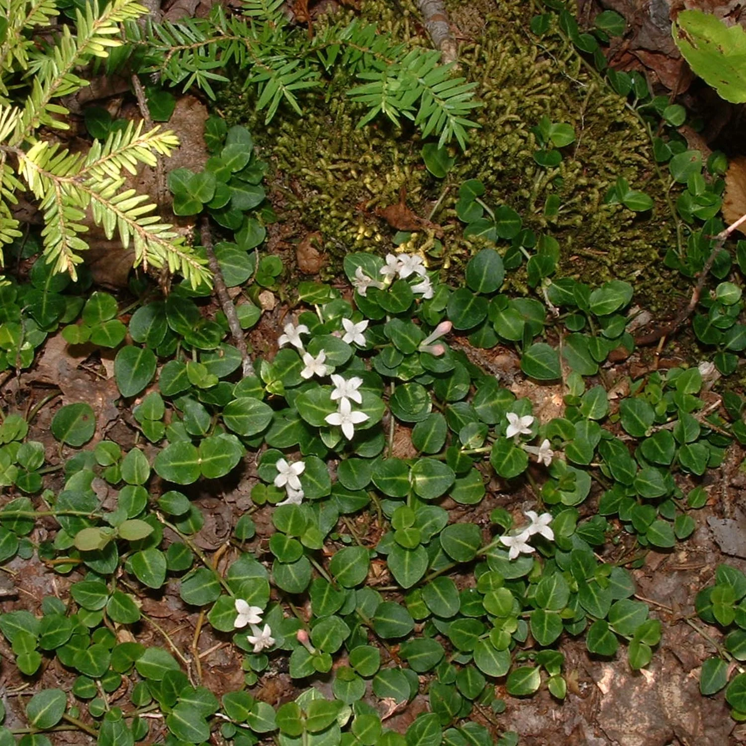 Partridge Berry - Image 3