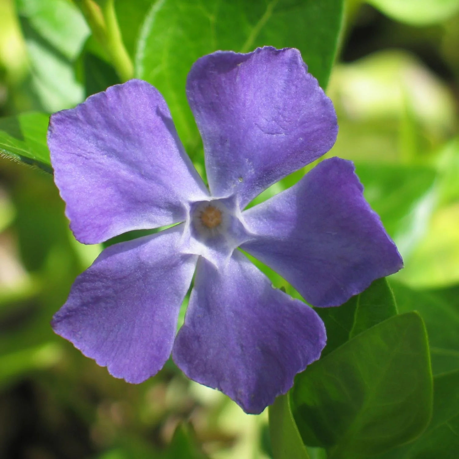 Periwinkle - Image 3