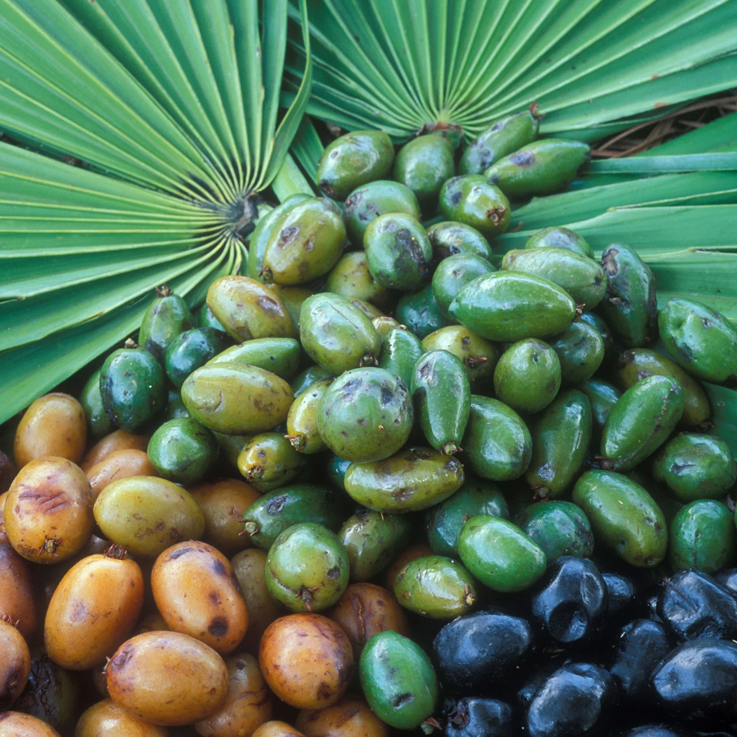 Phytoestrogen Balance™ - Image 5
