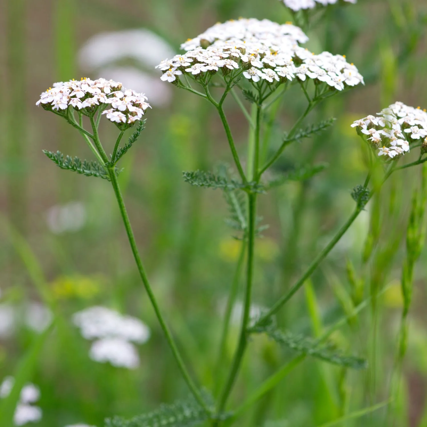 Pollen Defense™ - Image 8