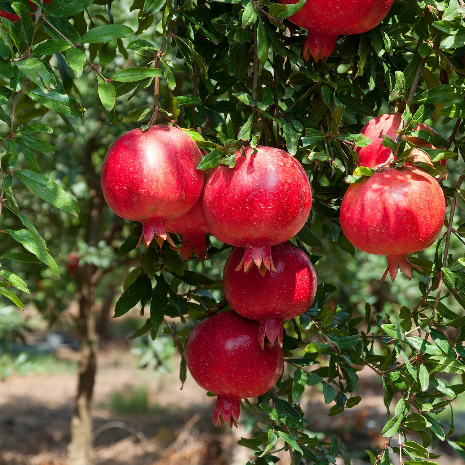 Pomegranate - Image 3