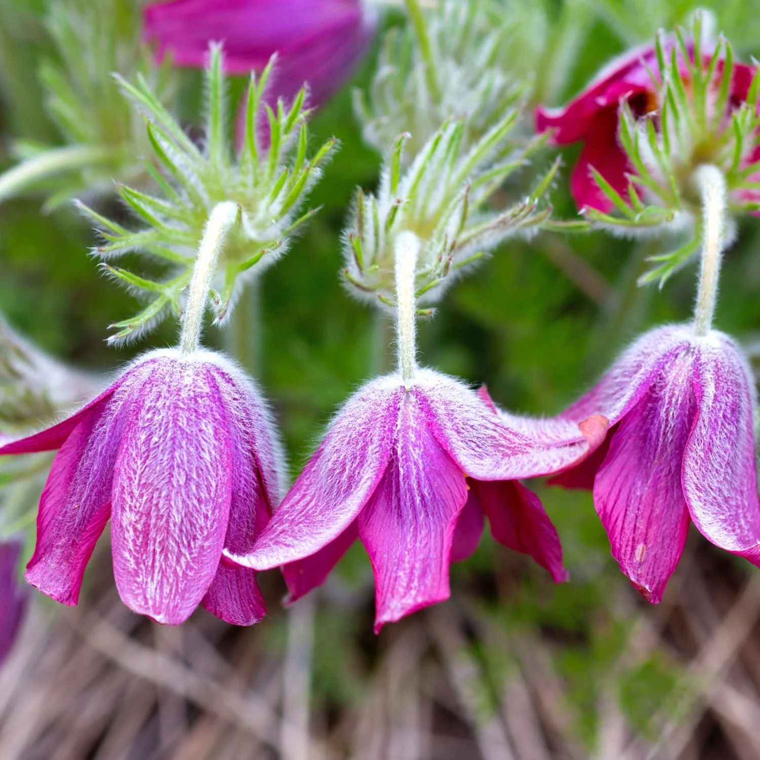 Pulsatilla - Image 3