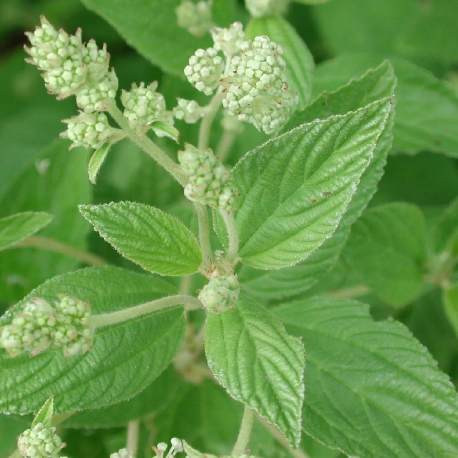 Red Root - Image 4