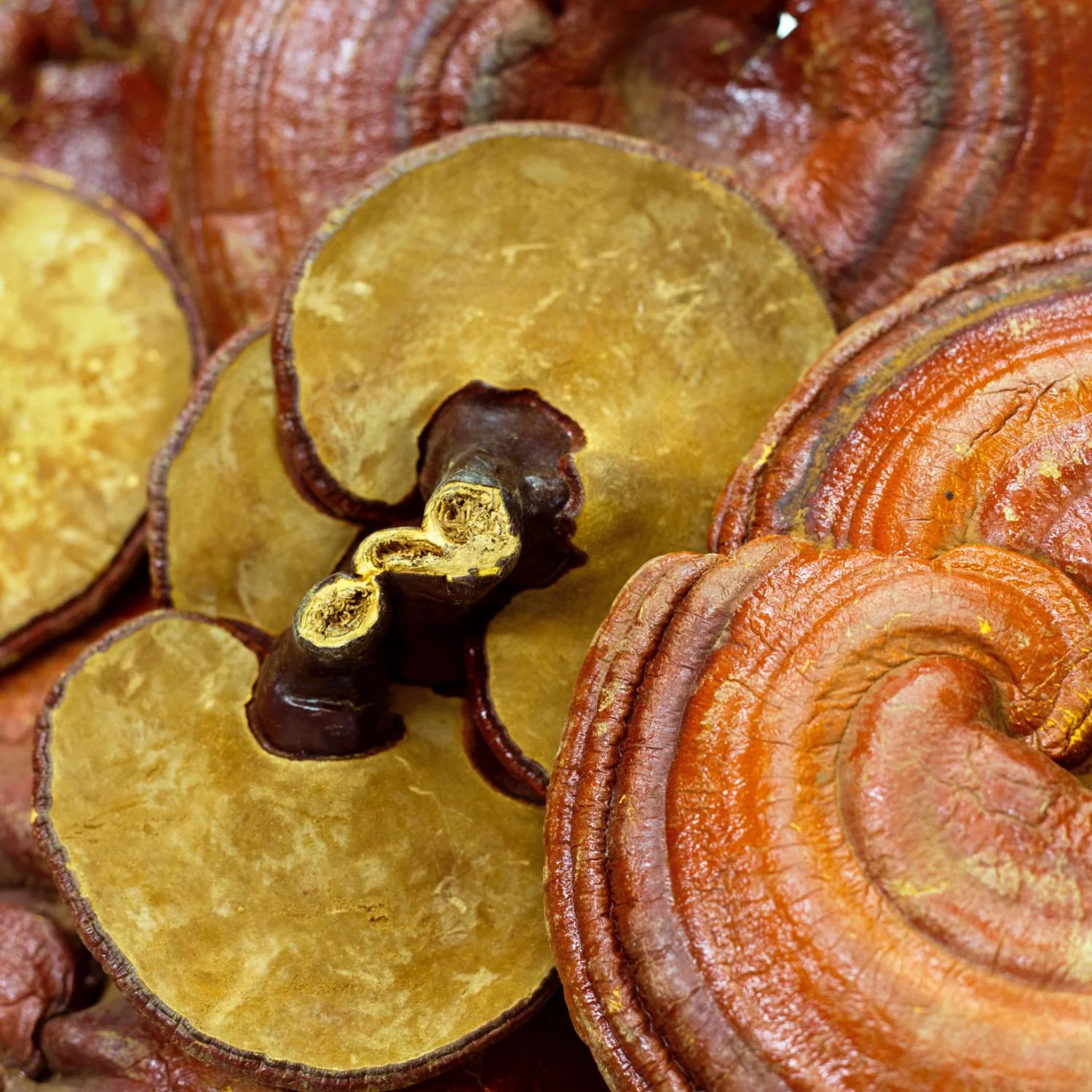 Reishi - Image 4
