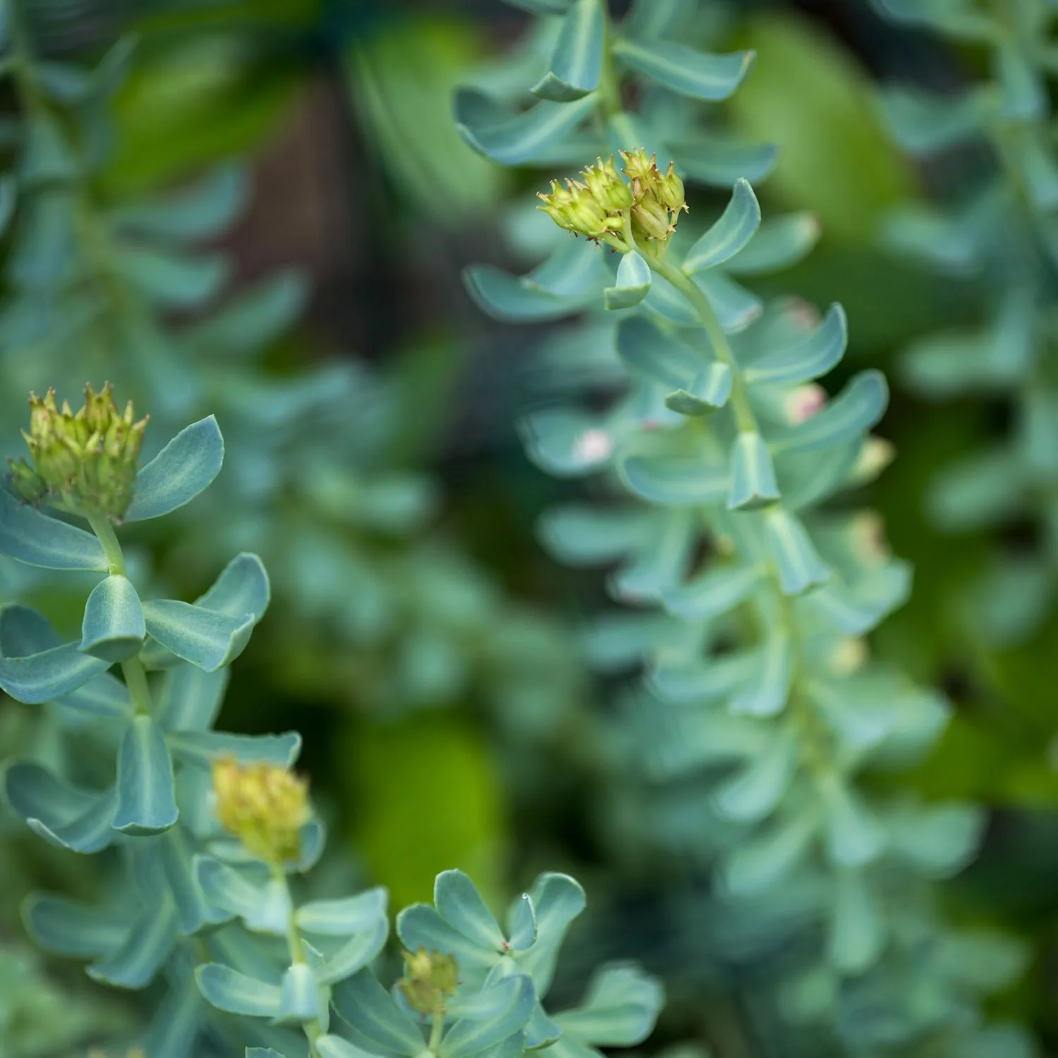 Rhodiola, Alcohol-Free - Image 4