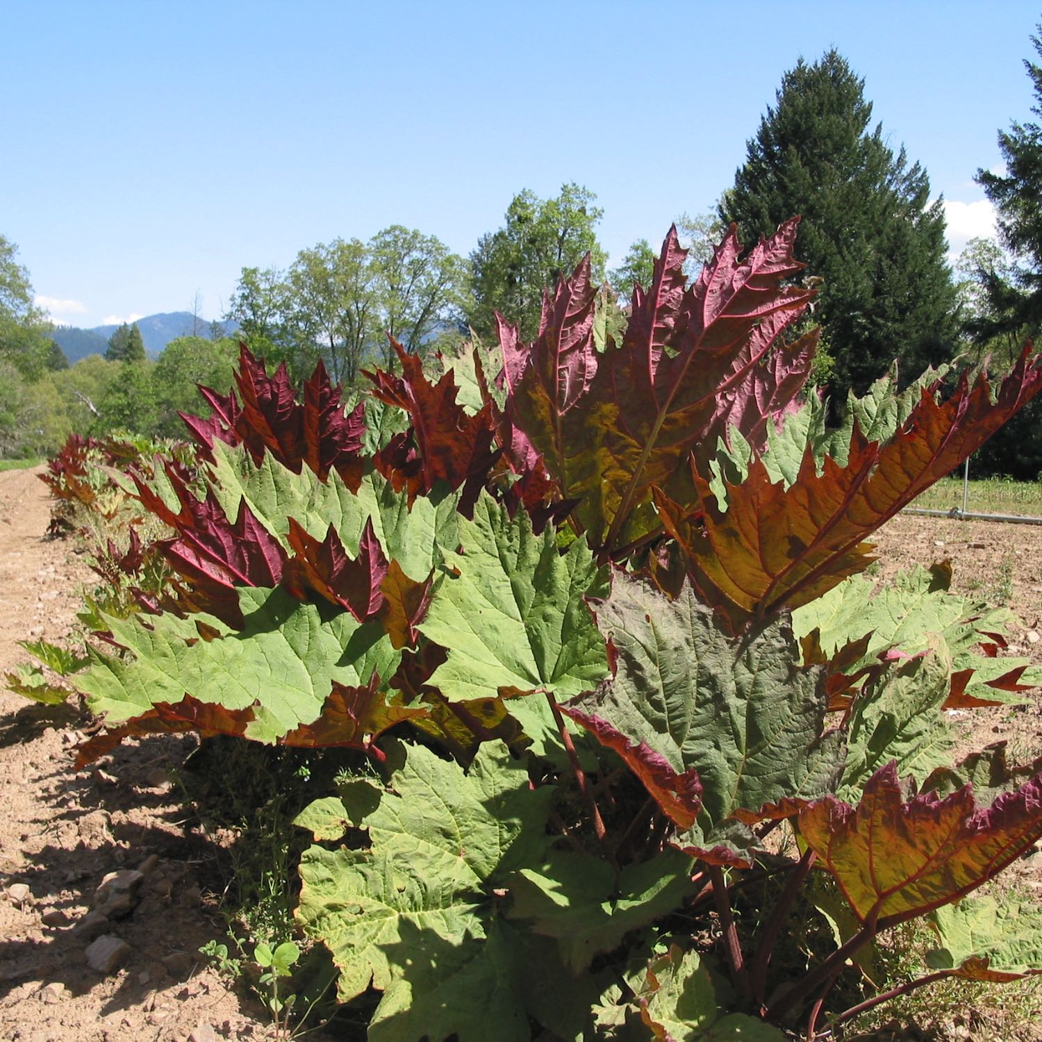 Rhubarb - Image 3