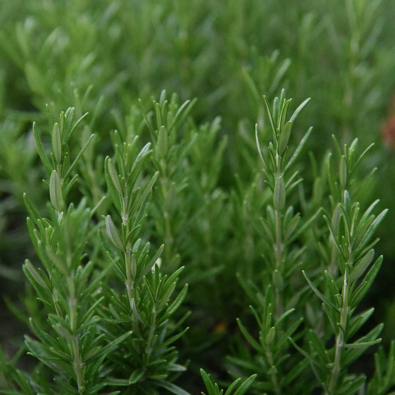Rosemary - Image 4