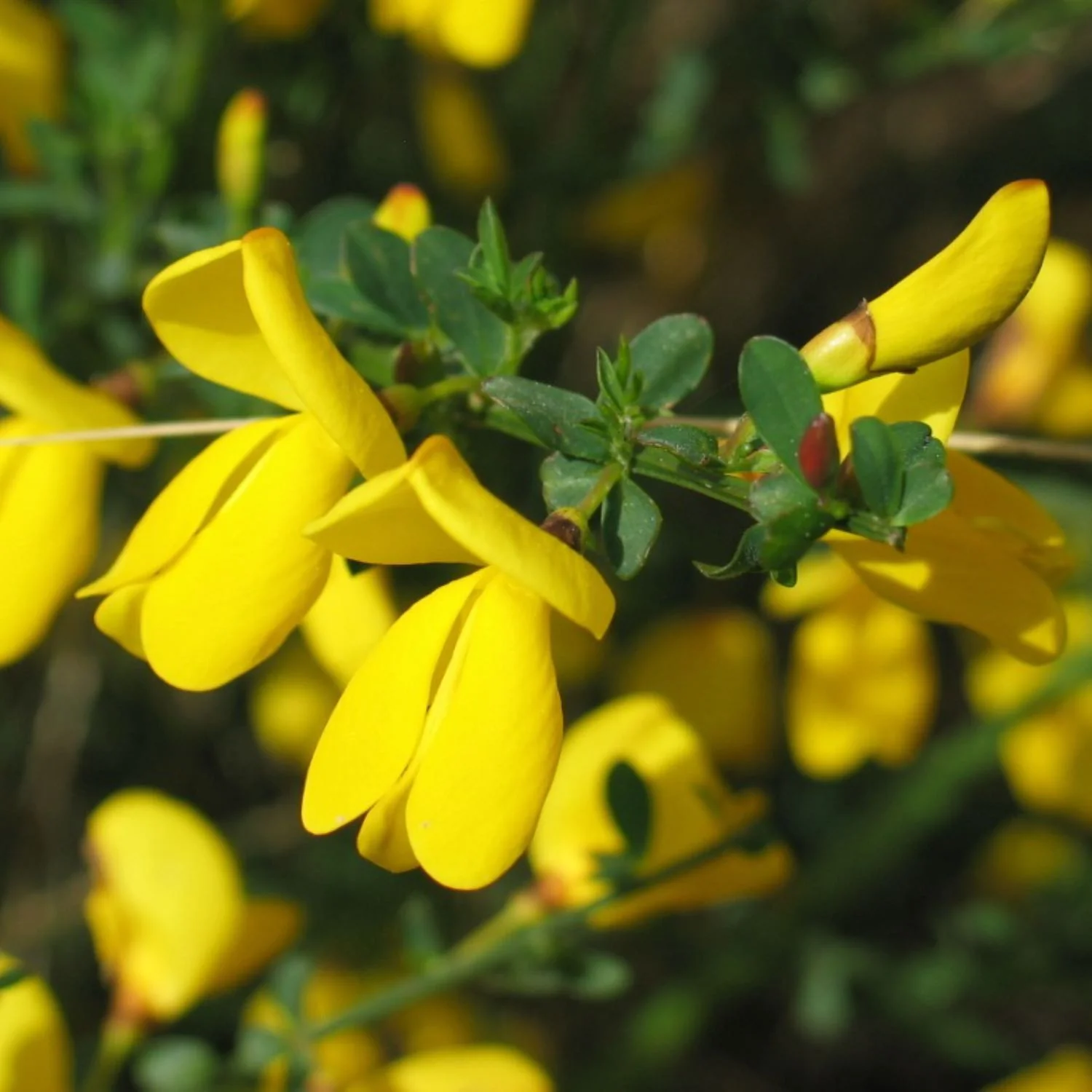 Scotch Broom - Image 3