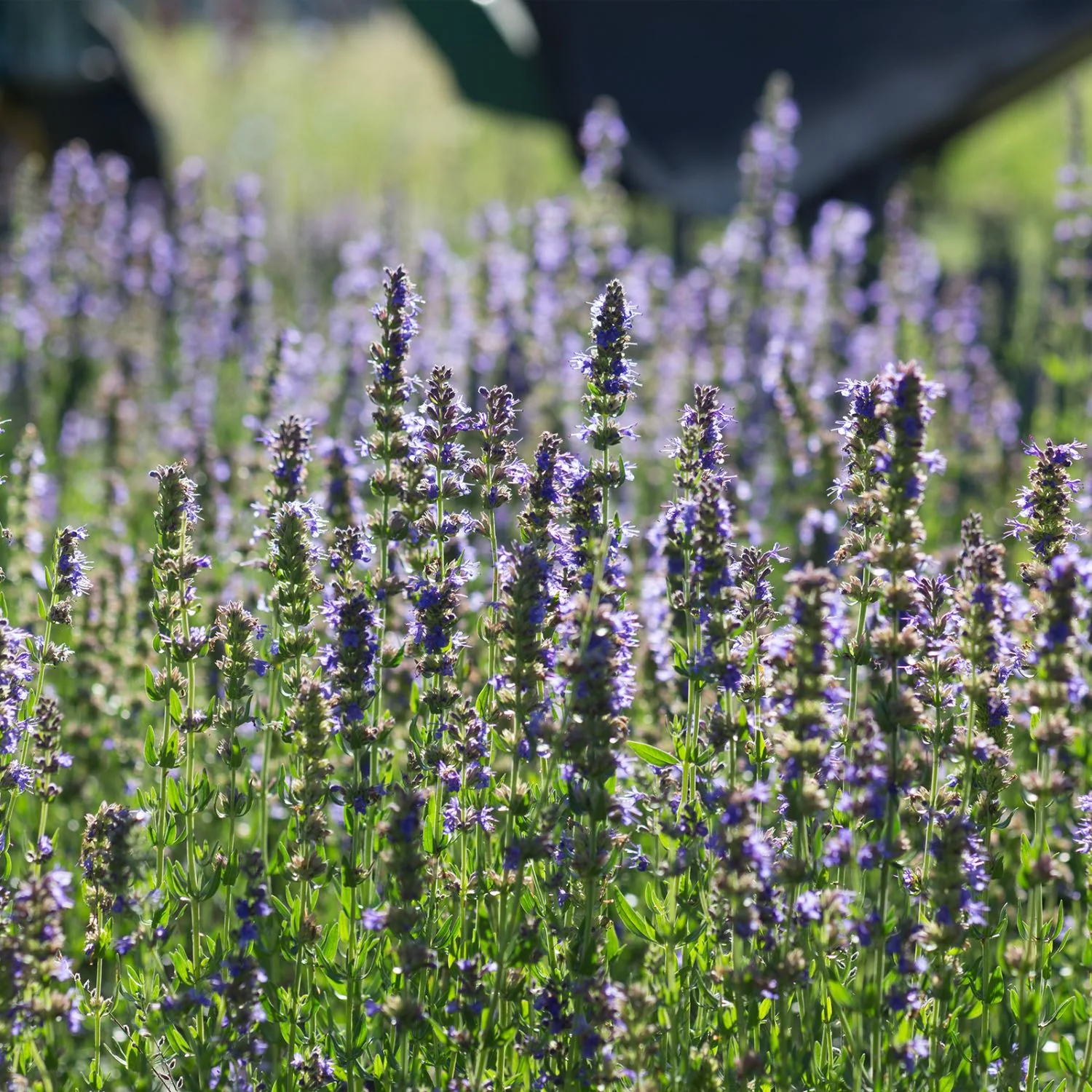 Soothing Throat Spray - Image 5