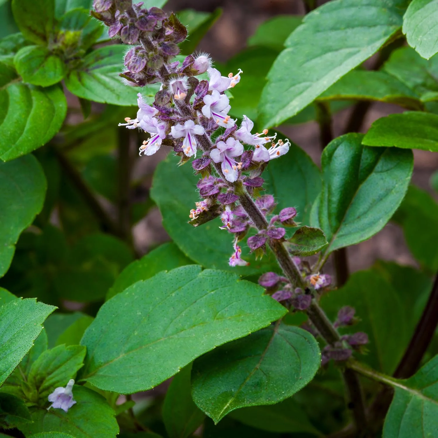 Stress Manager™ - Image 6