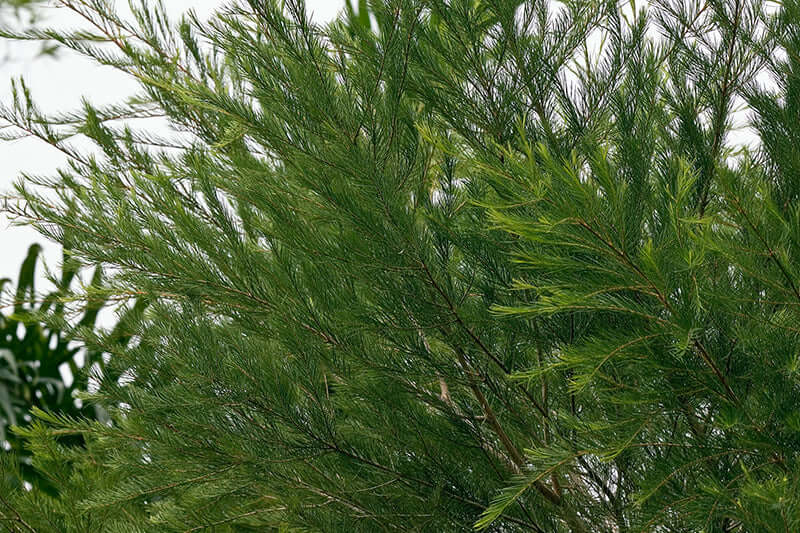 Tea Tree Essential Oil - Image 3