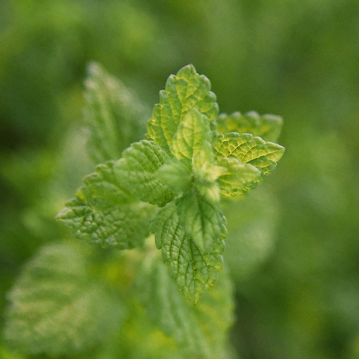 Thyroid Calming™ - Image 7