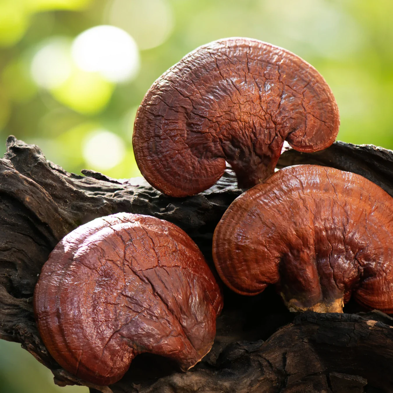 Reishi - Image 3
